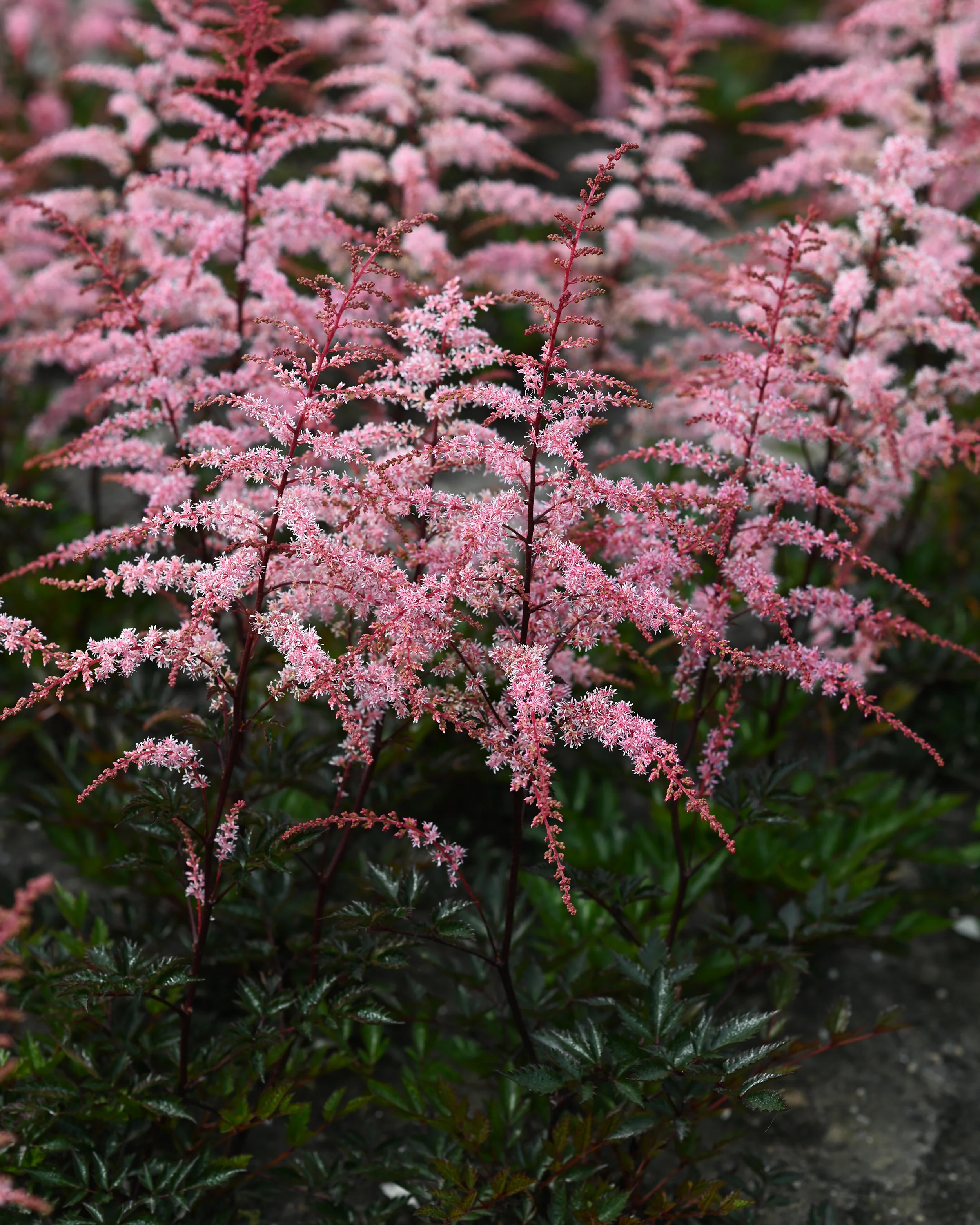 Astilbe 'Pretty in Pink' - Image 5
