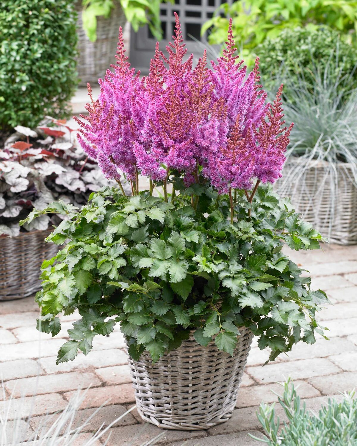 Astilbe 'Purple Rain' - Image 3