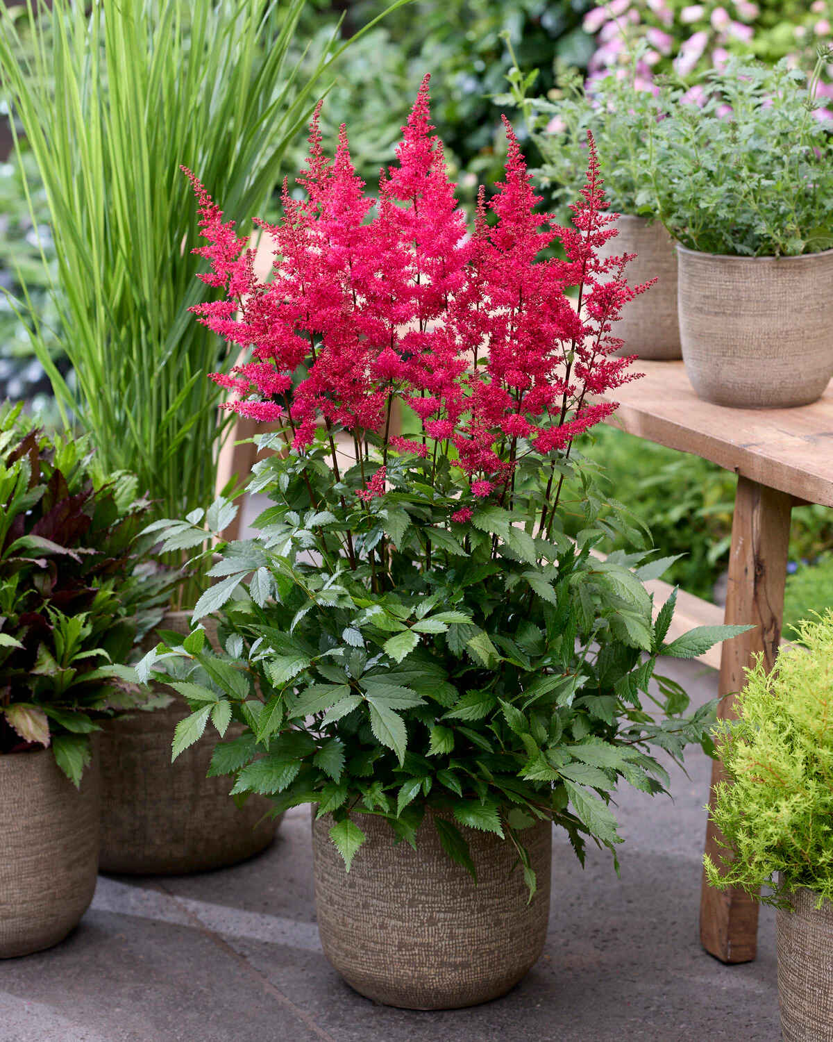 Astilbe 'Red Drumset' - Image 2