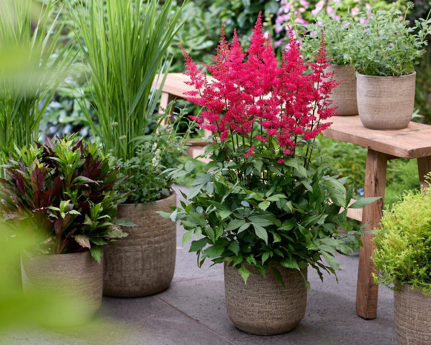Astilbe 'Red Drumset' - Image 3