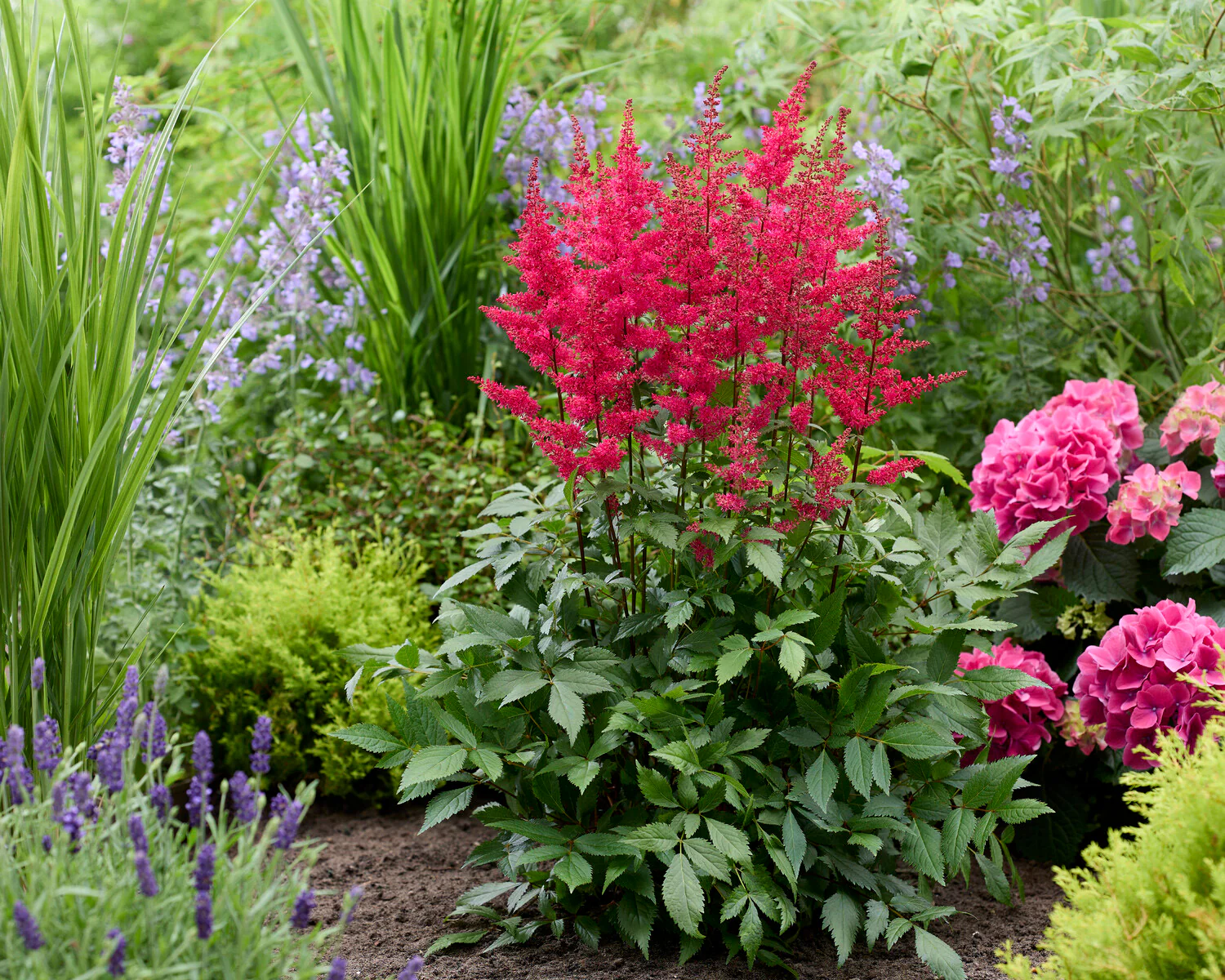 Astilbe 'Red Drumset' - Image 4