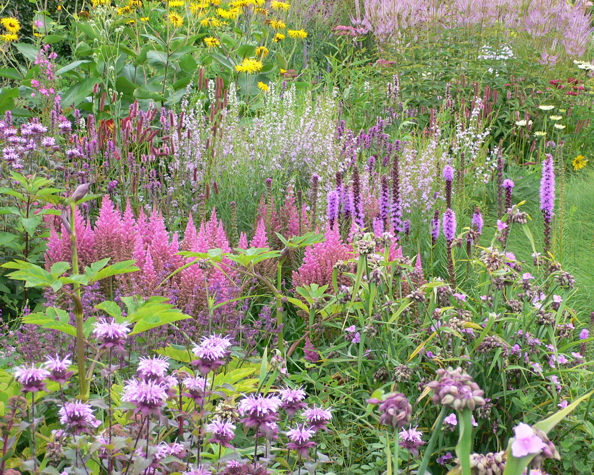 Astilbe 'Vision in Pink' - Image 3