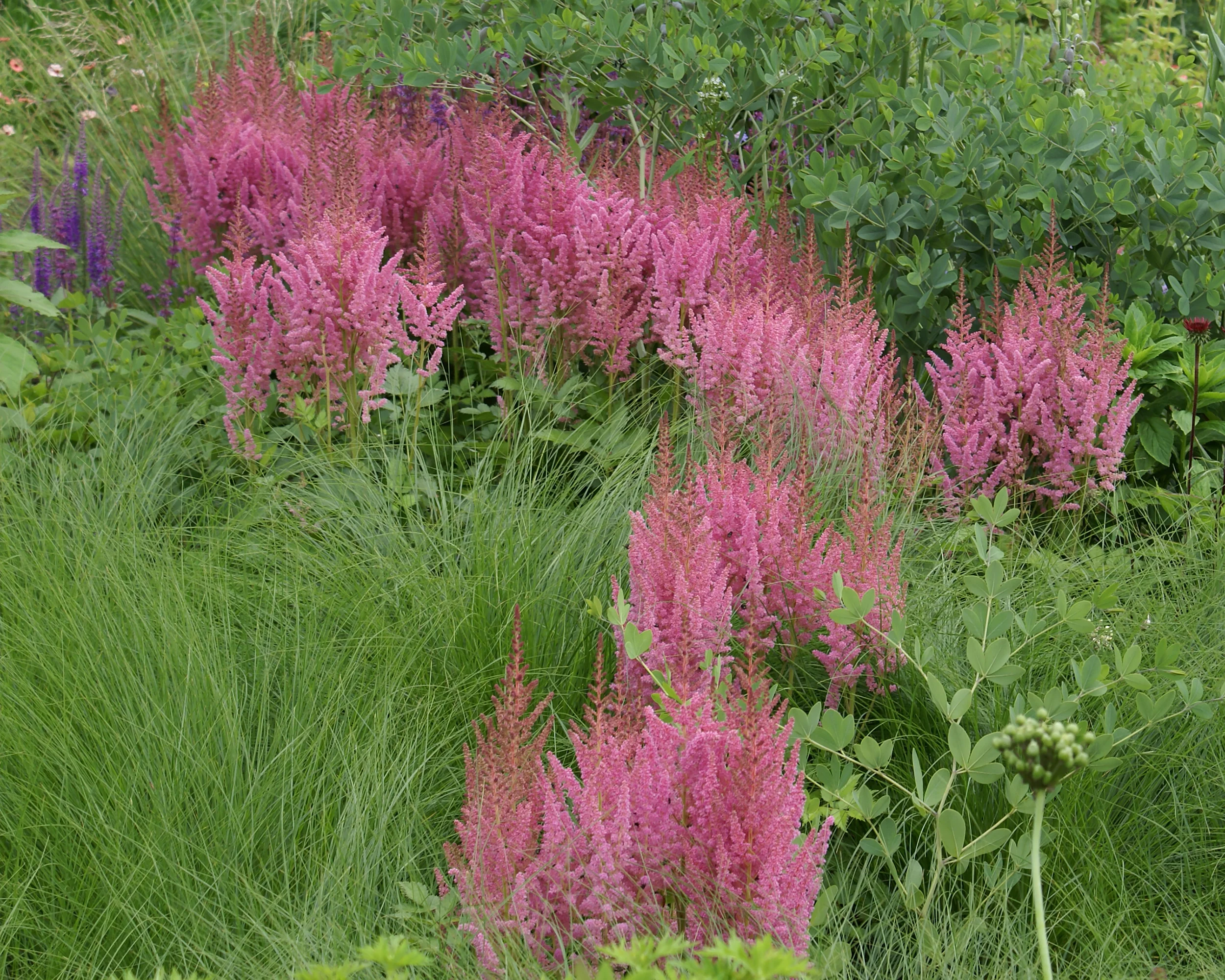 Astilbe 'Vision in Pink' - Image 5