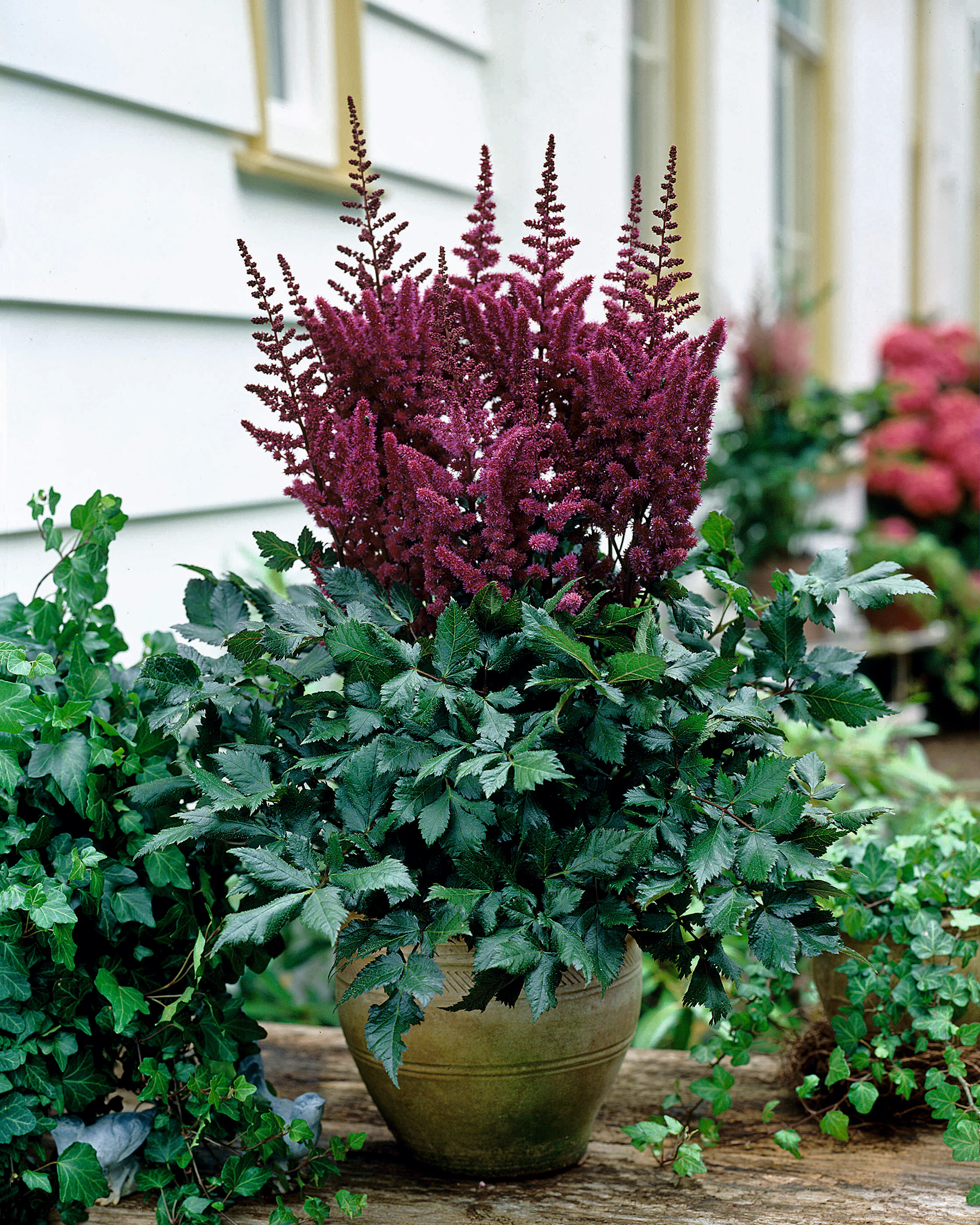 Astilbe 'Vision in Red' - Image 4
