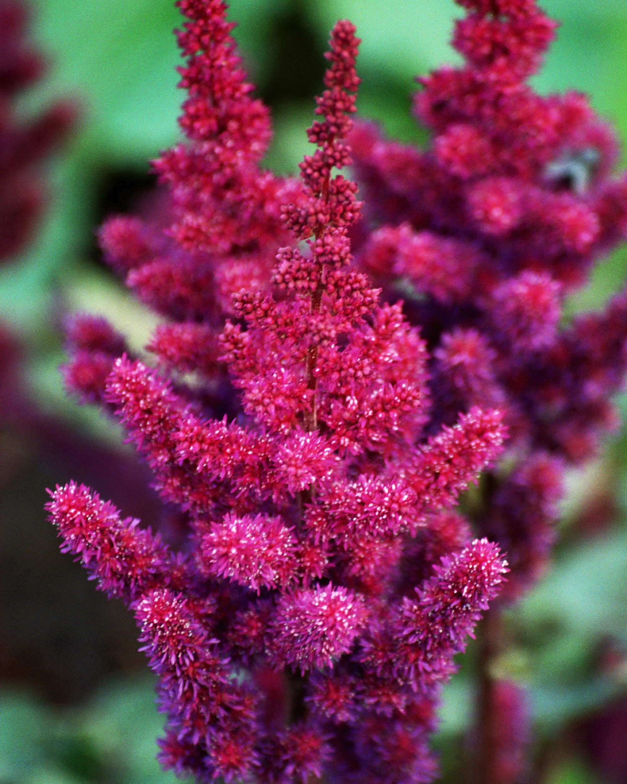 Astilbe 'Vision in Red' - Image 5