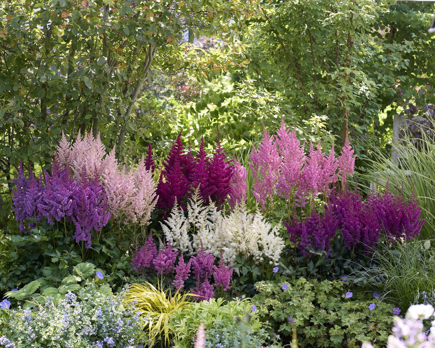 Astilbe 'Vision in White Delight' - Image 4