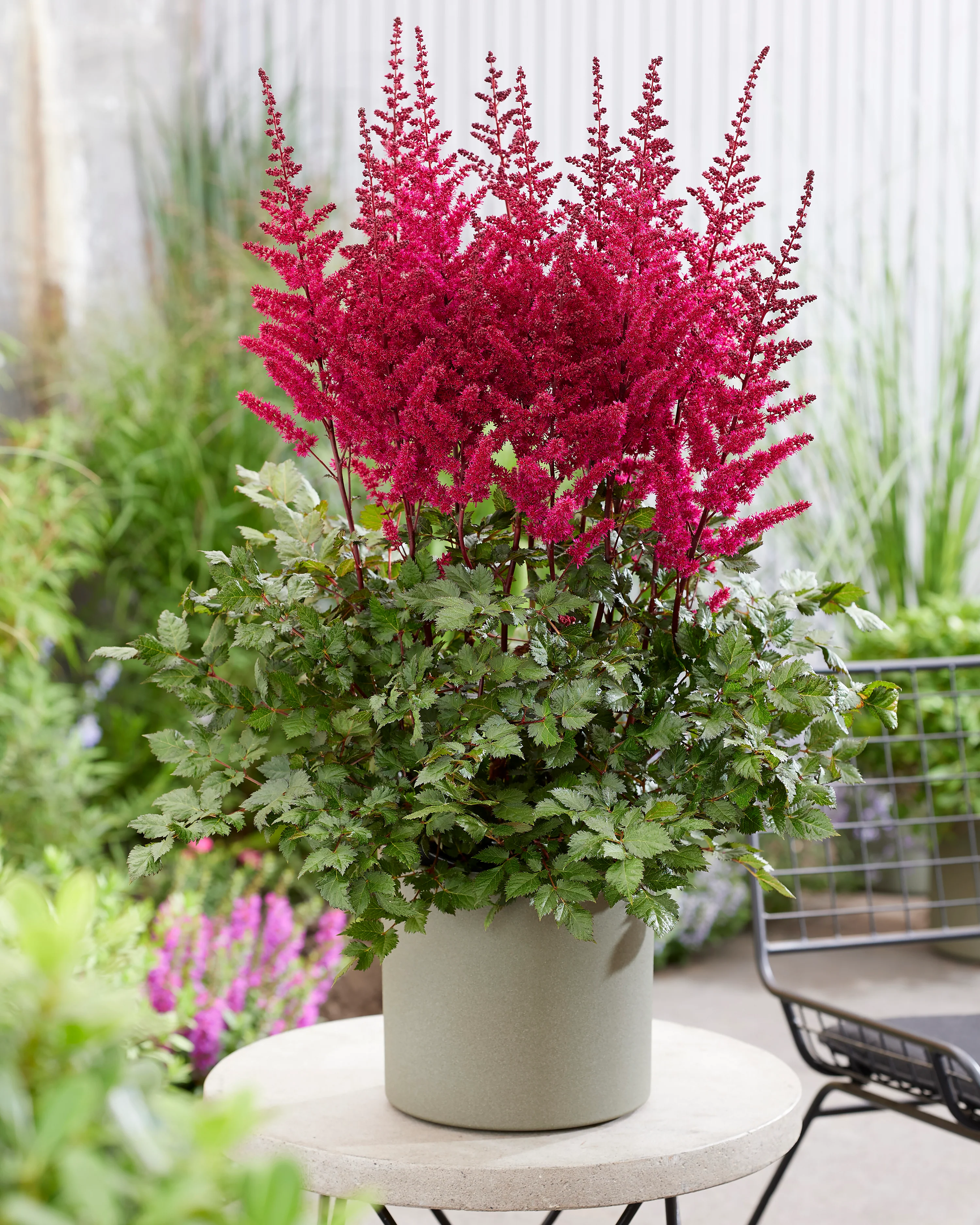 Astilbe 'Vision Volcano' - Image 4