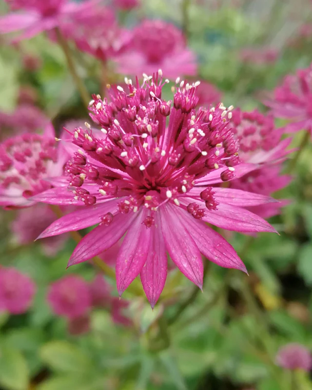 Astrantia 'Capri' - Image 3
