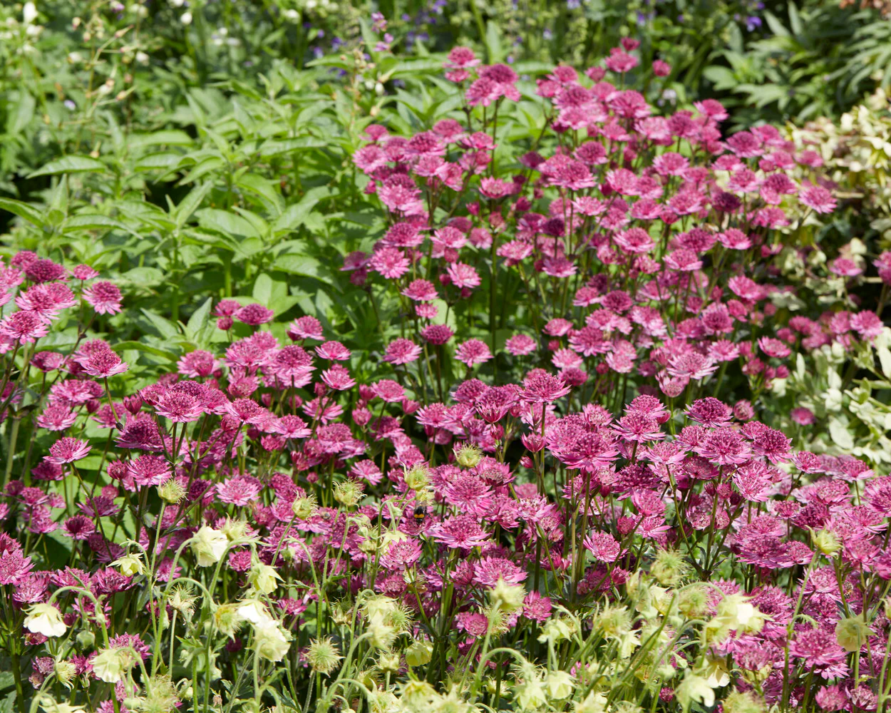 Astrantia 'Capri' - Image 5