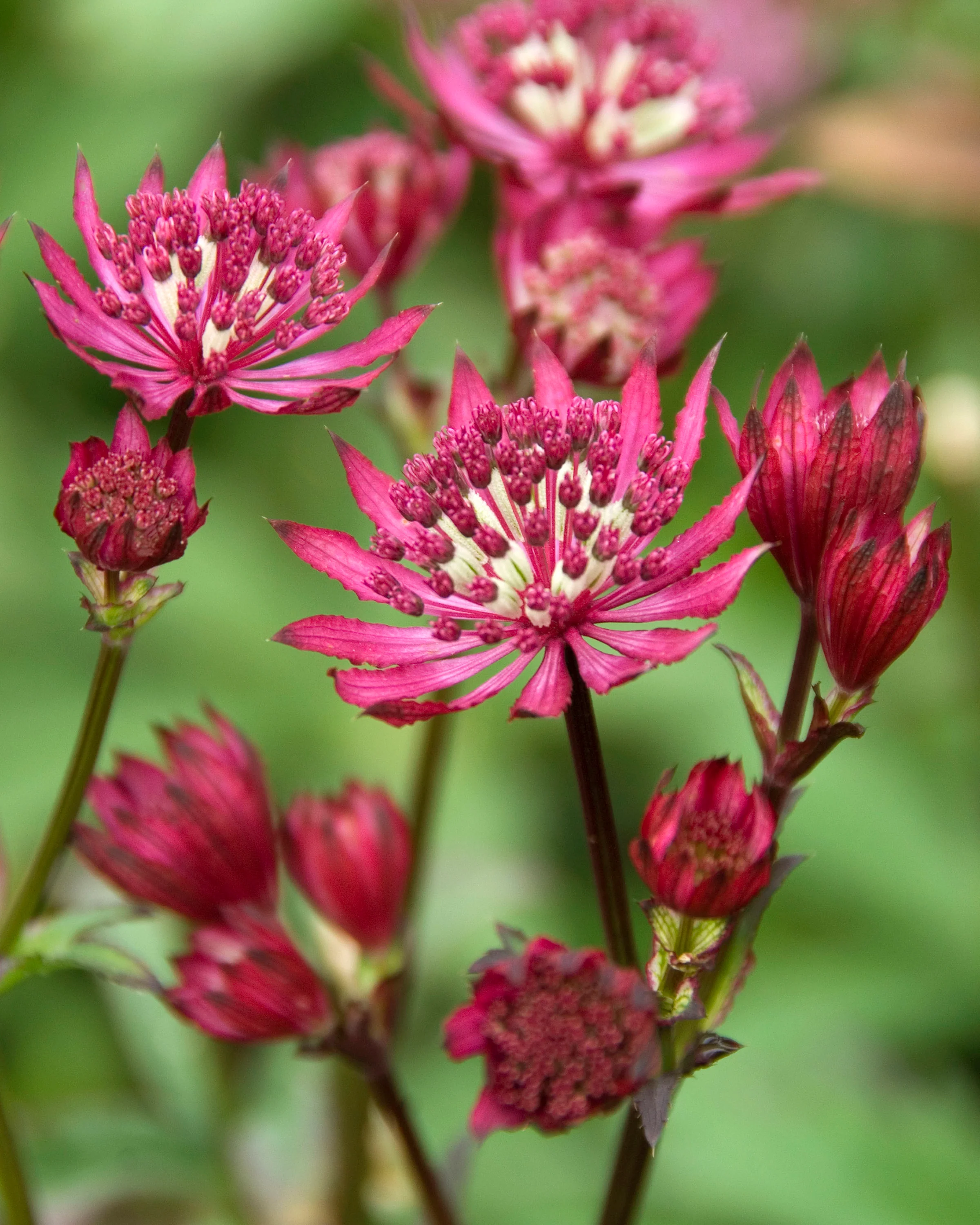 Astrantia 'Claret' - Image 3