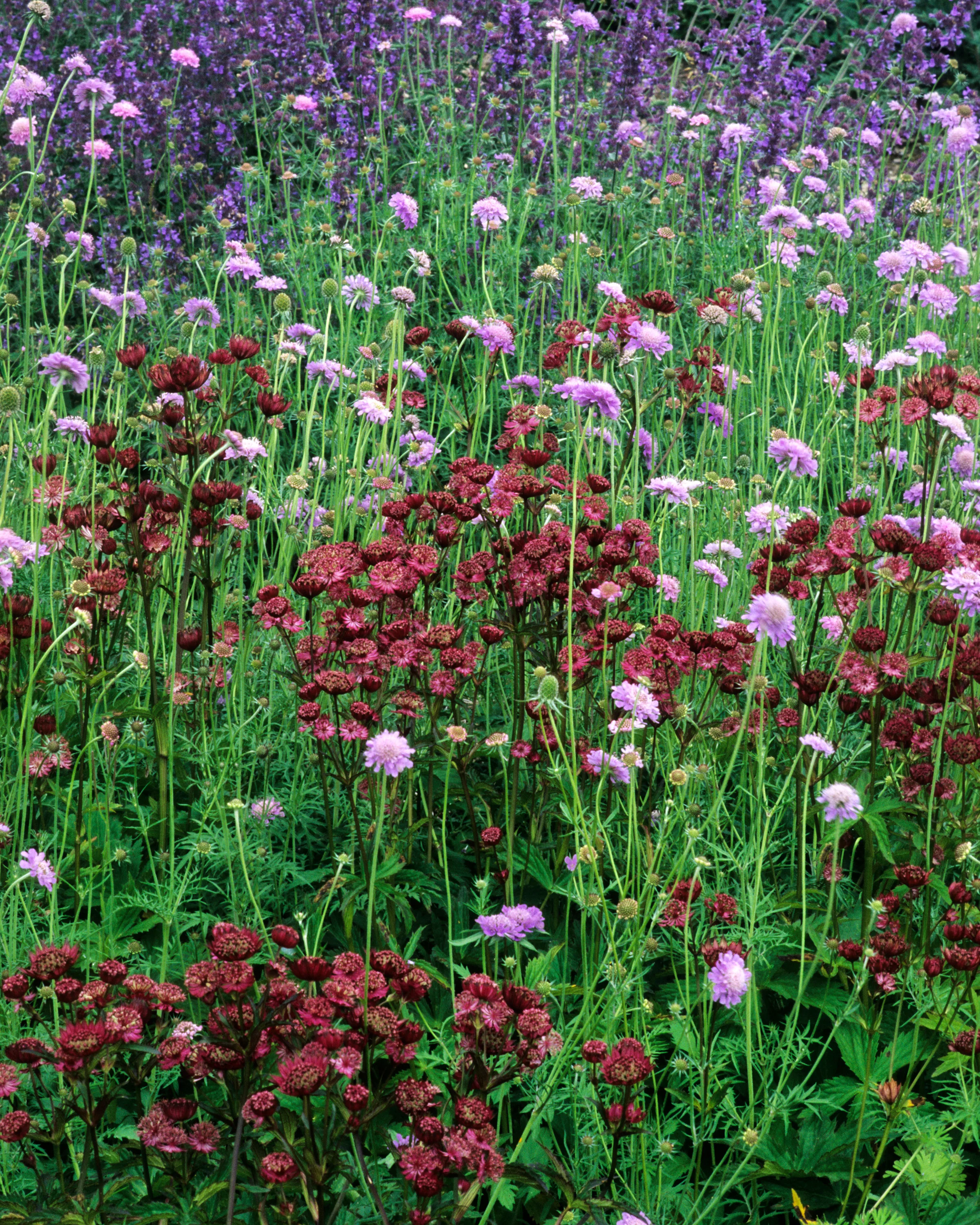 Astrantia 'Claret' - Image 4