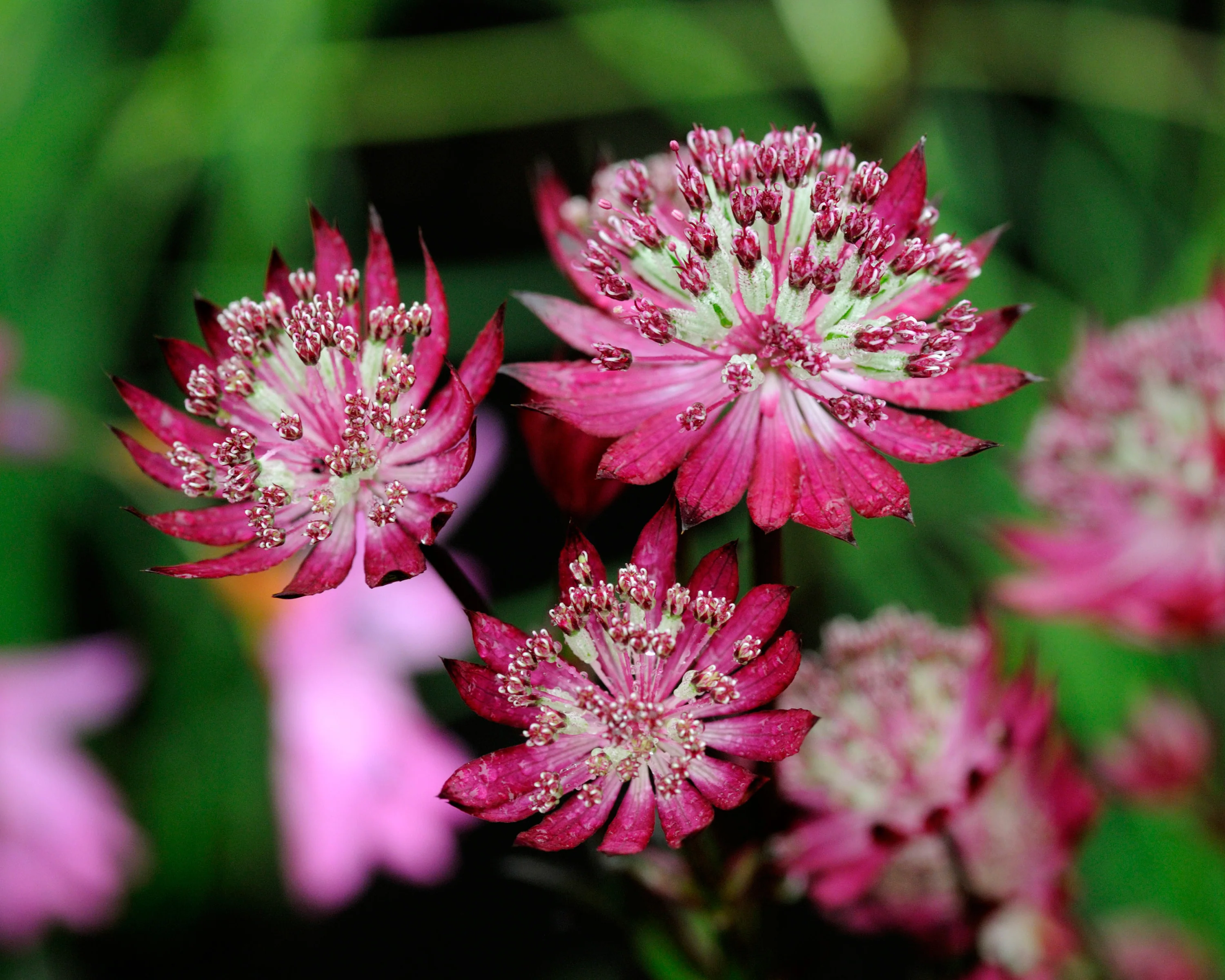 Astrantia 'Claret' - Image 5