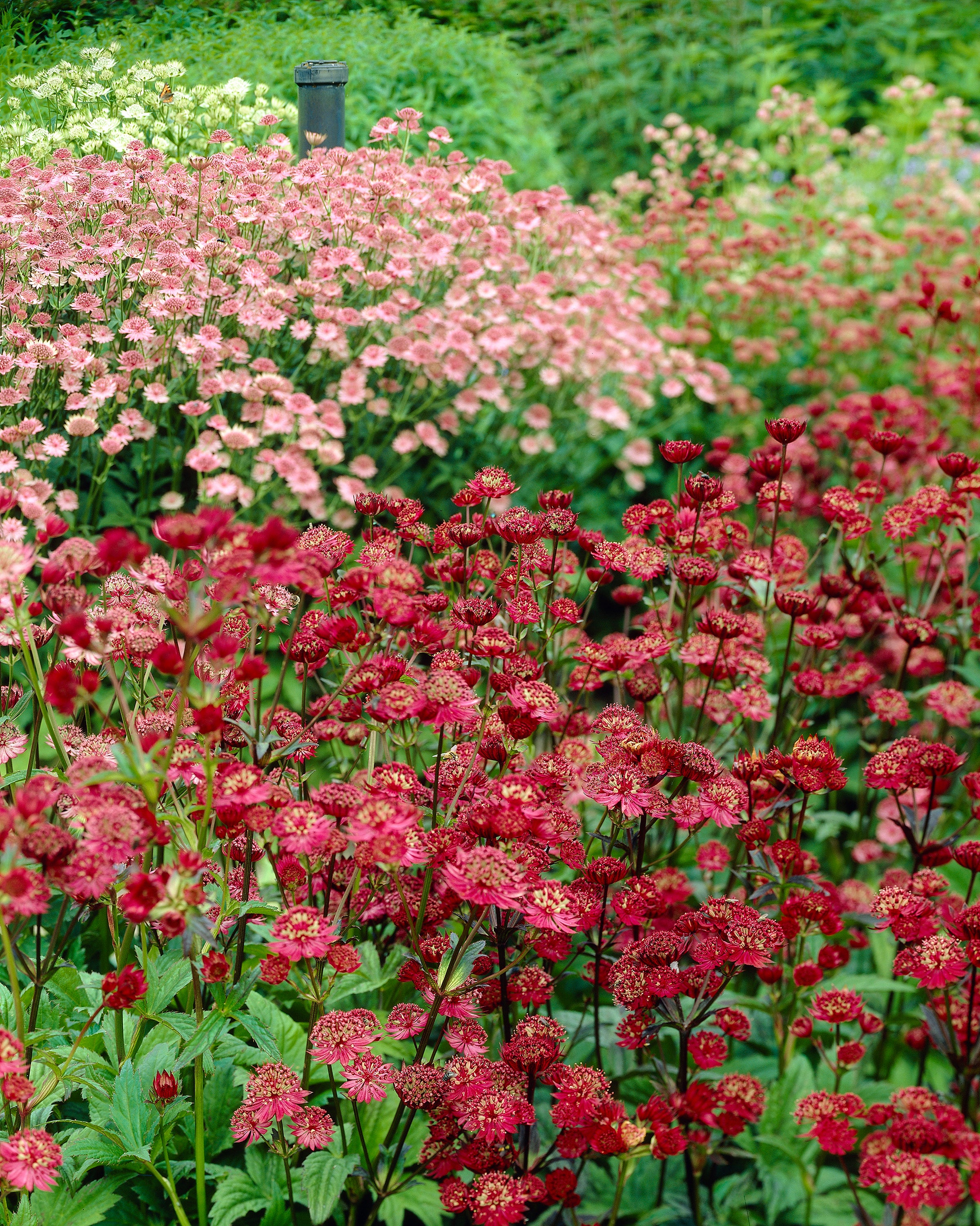 Astrantia 'Claret' - Image 6