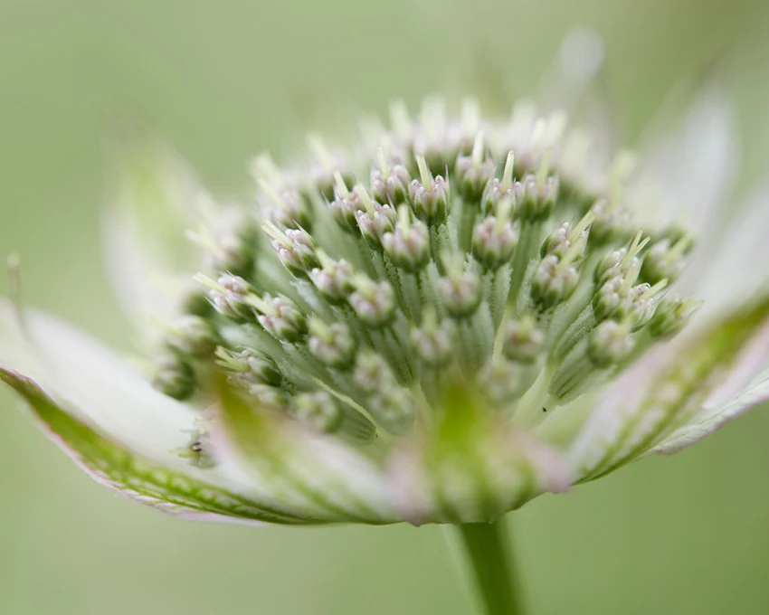 Astrantia 'Florence' - Image 3