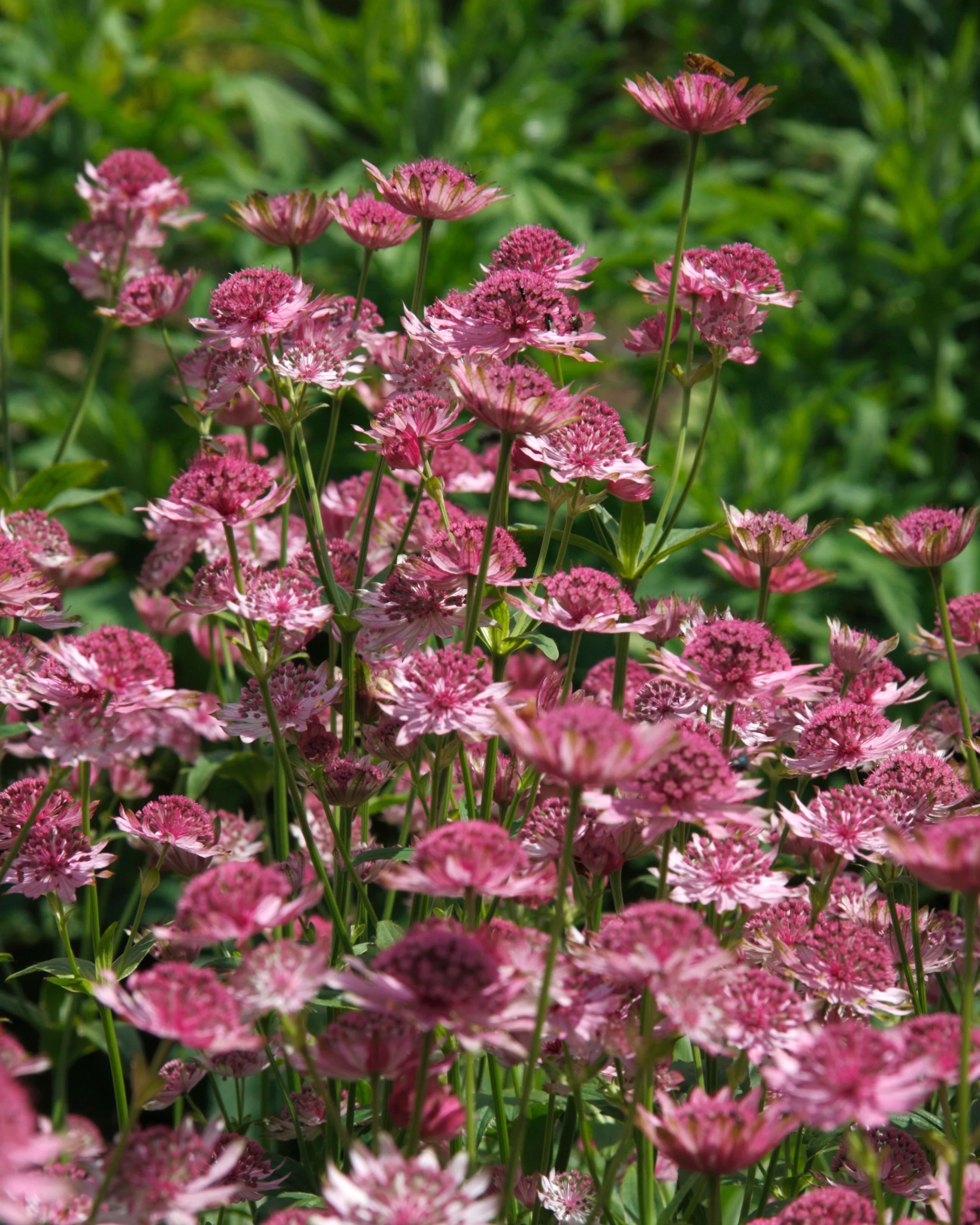 Astrantia 'Pink Pride' - Image 5