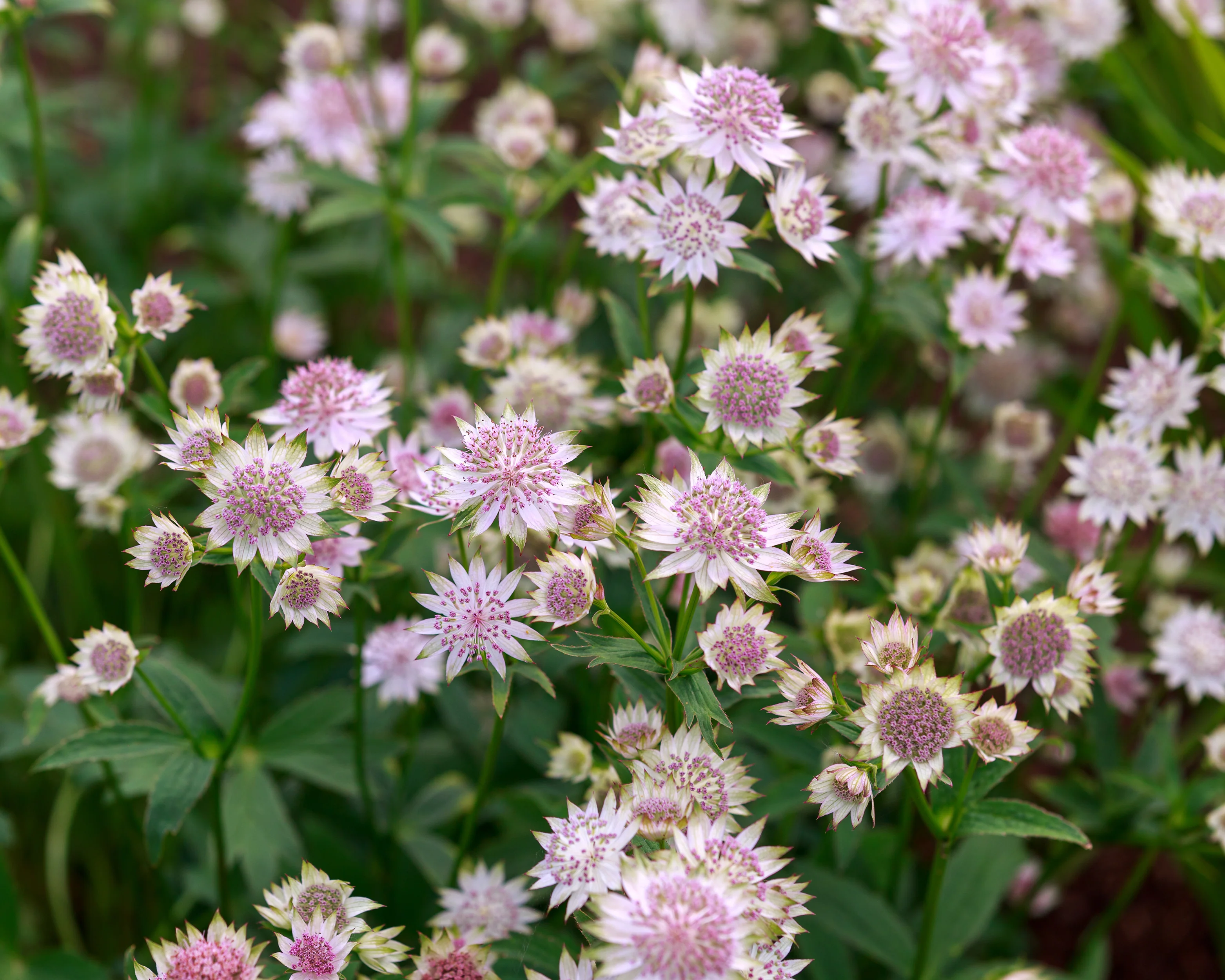 Astrantia 'Roma' - Image 3