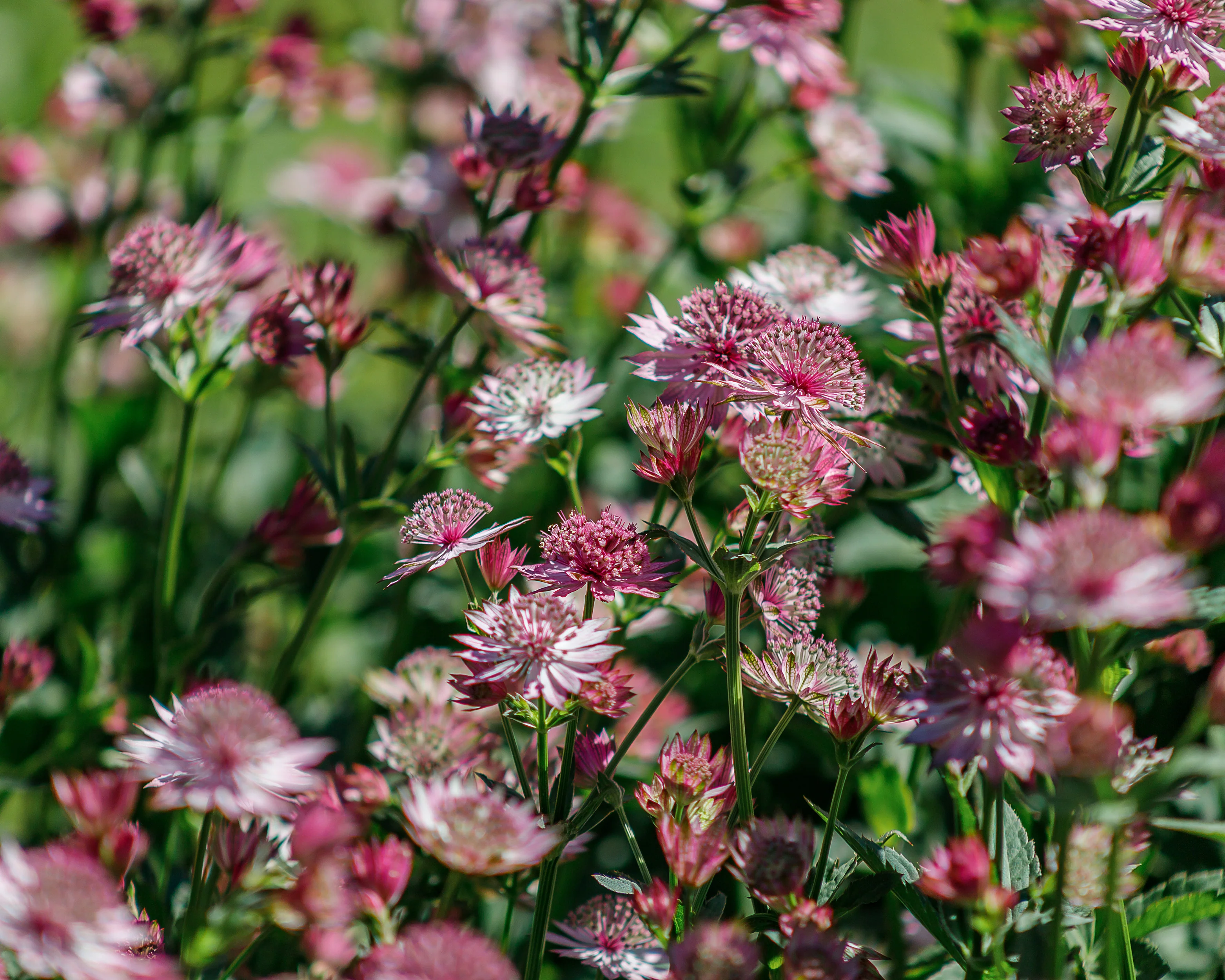 Astrantia 'Roma' - Image 4