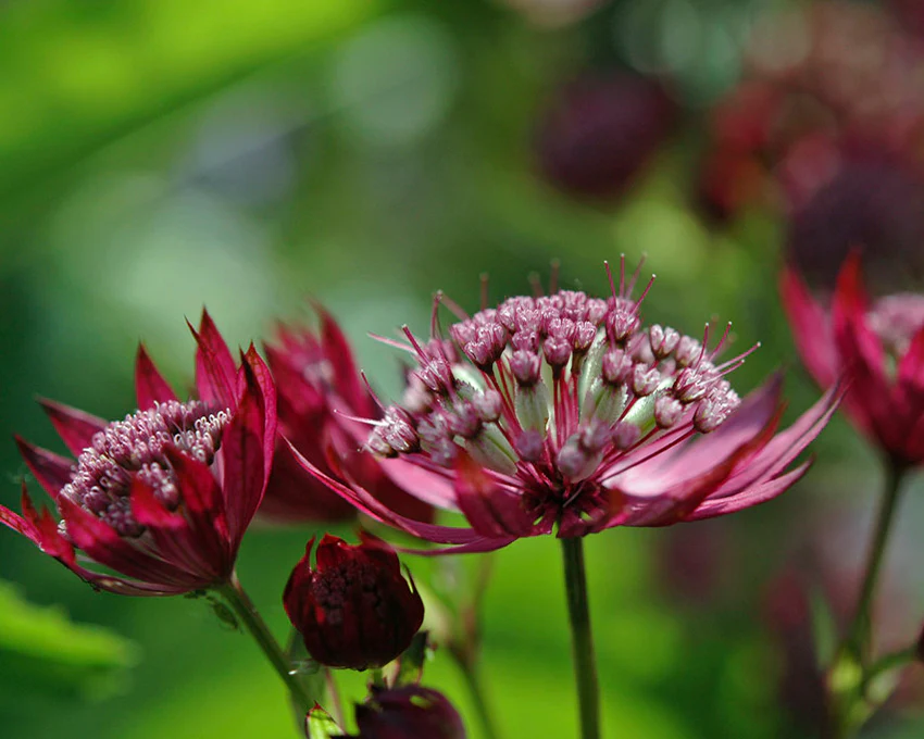 Astrantia 'Rubra' - Image 3