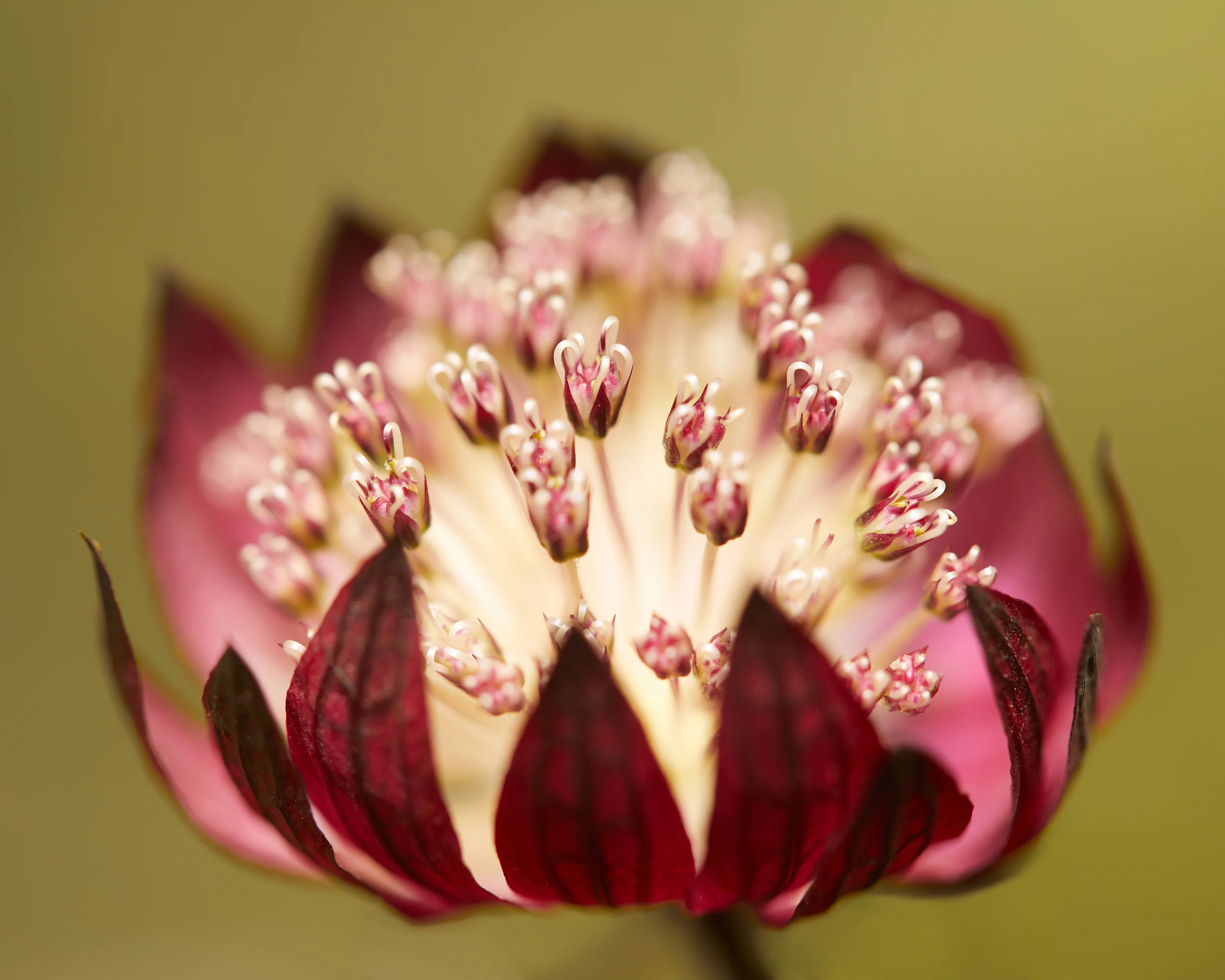 Astrantia 'Rubra' - Image 4