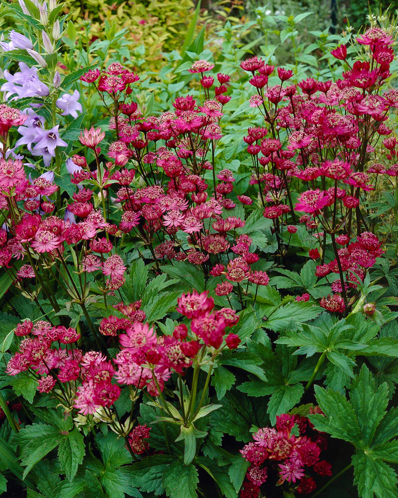 Astrantia 'Rubra' - Image 6