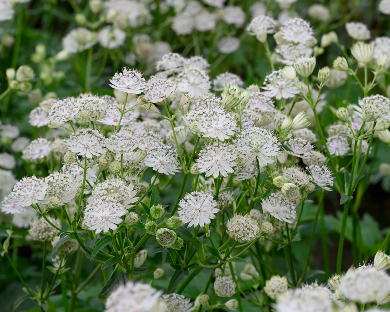 Astrantia 'Shaggy' - Image 4