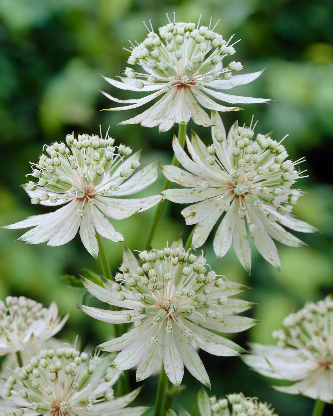 Astrantia 'Shaggy' - Image 5