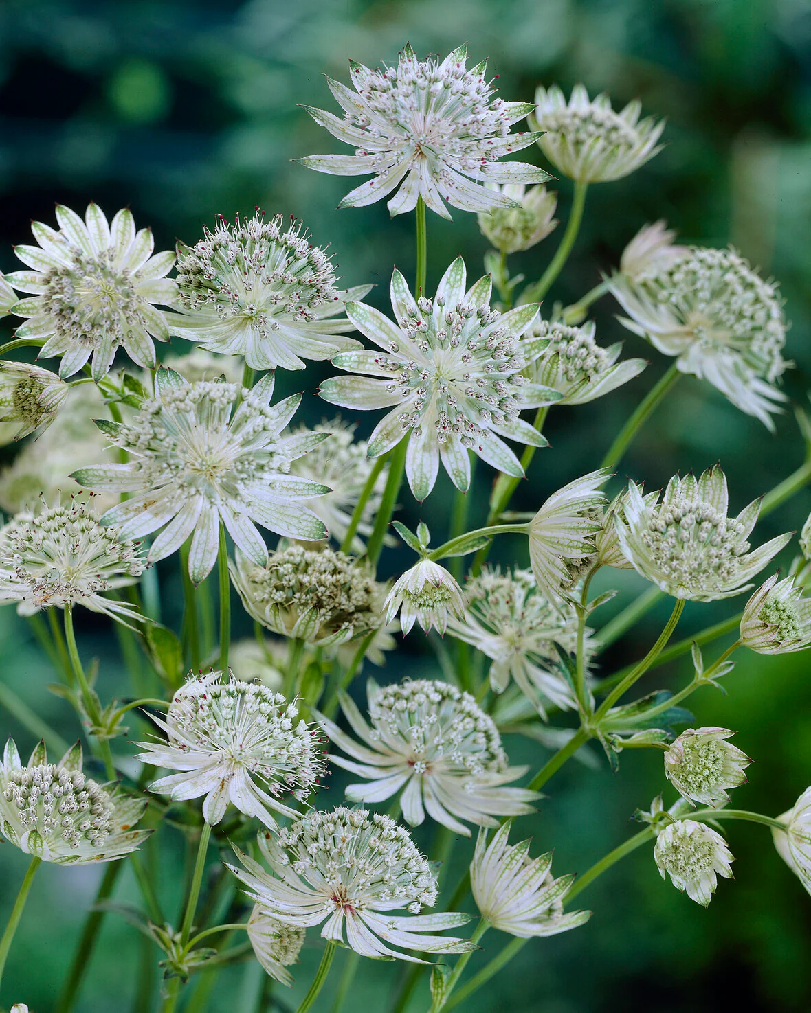 Astrantia 'Shaggy' - Image 6