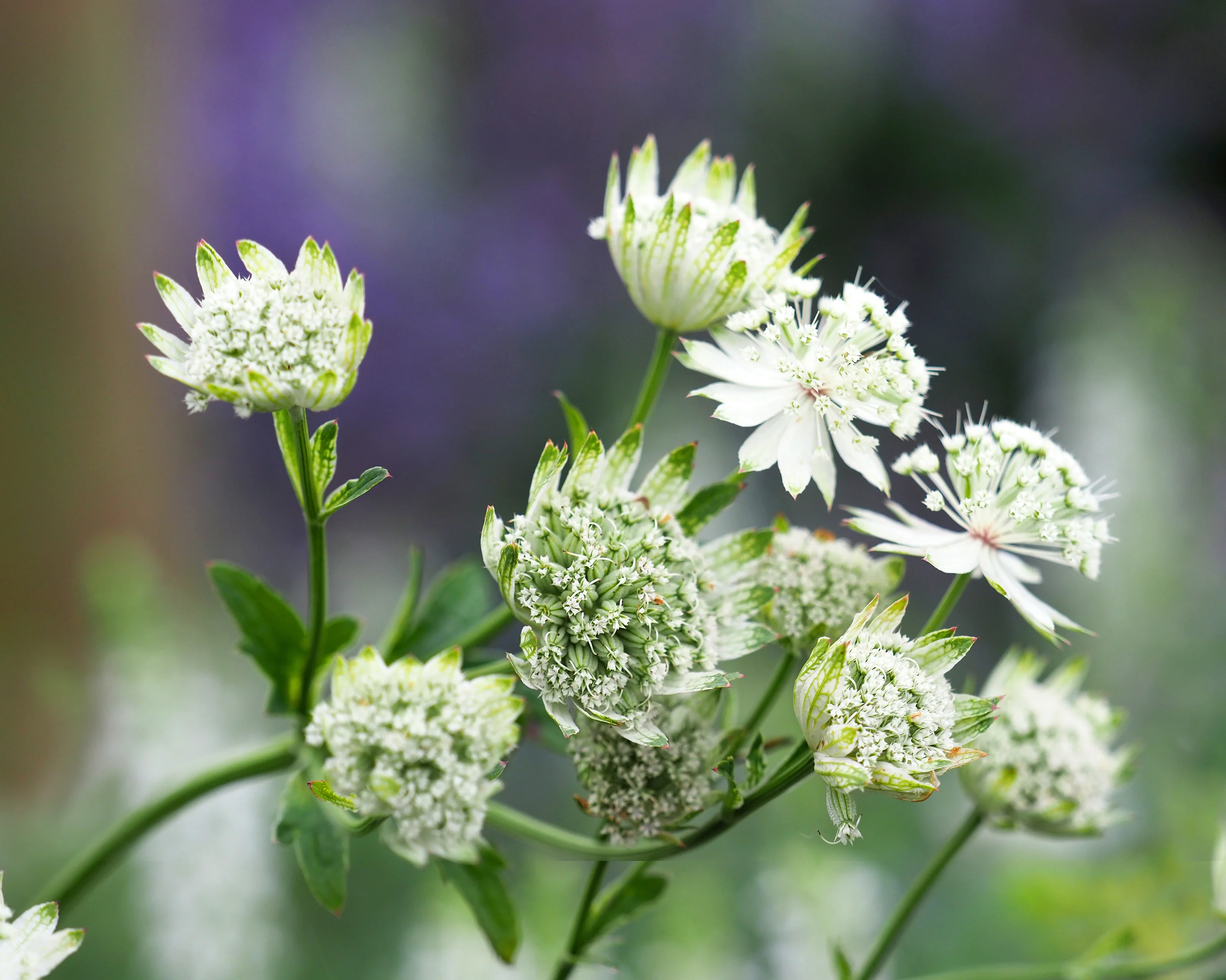 Astrantia 'Snow Star' - Image 4