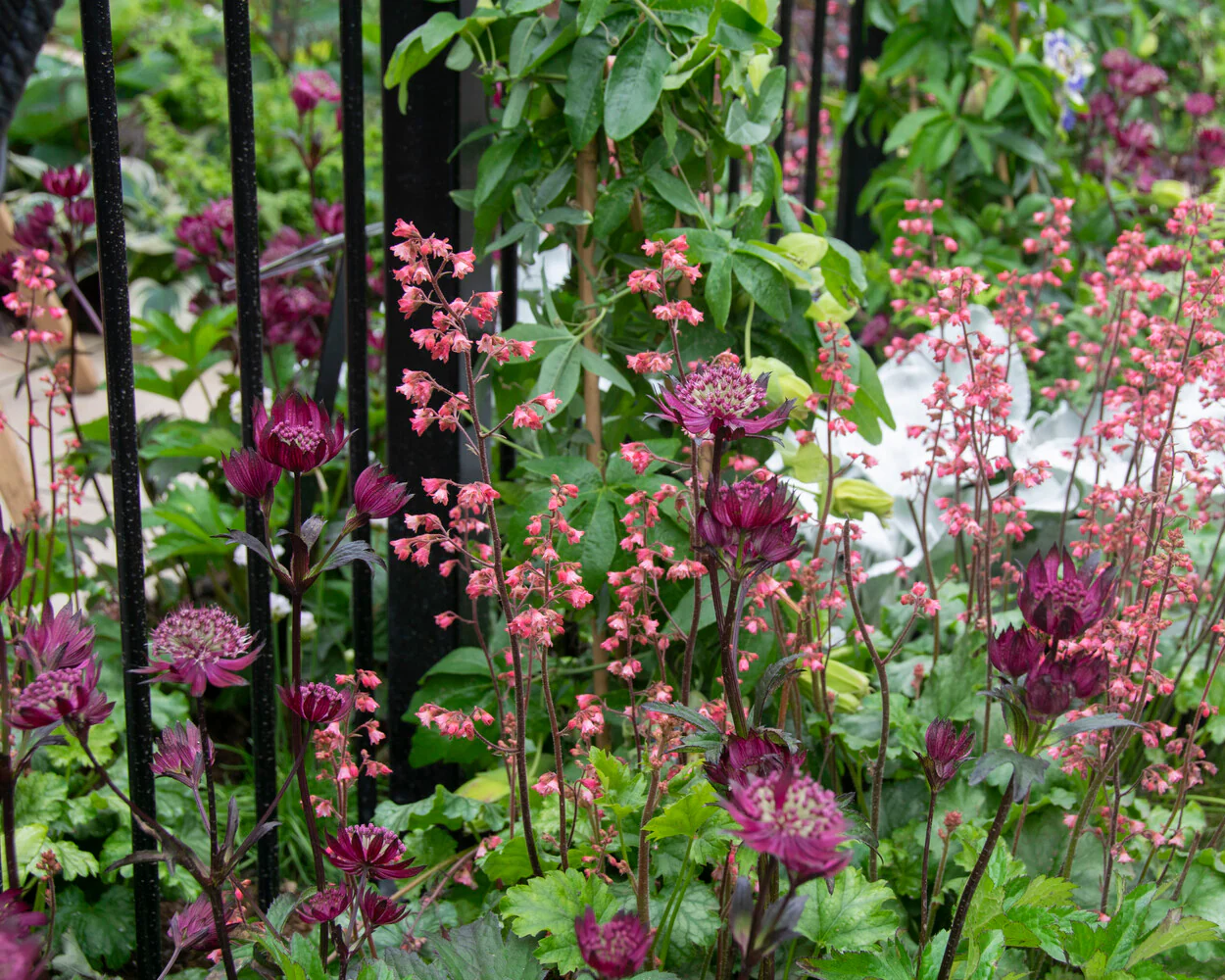 Astrantia 'Sparkling Stars Red' - Image 4