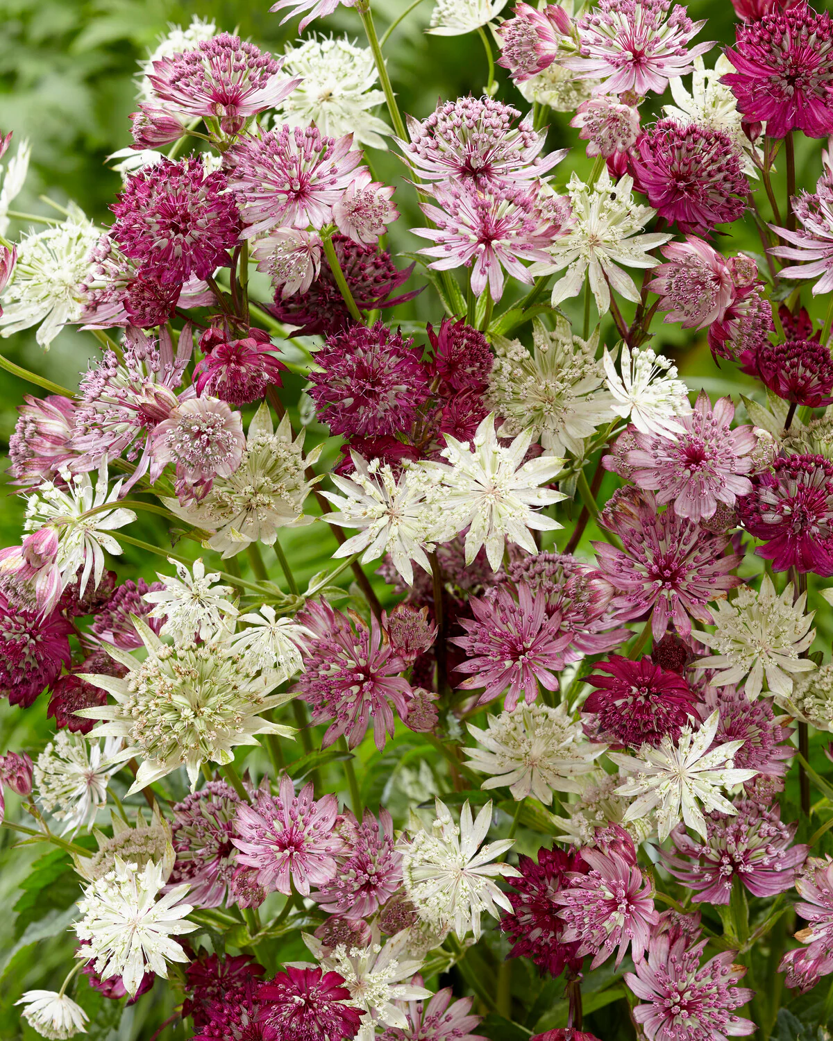 Astrantia 'Sparkling Stars Red' - Image 5