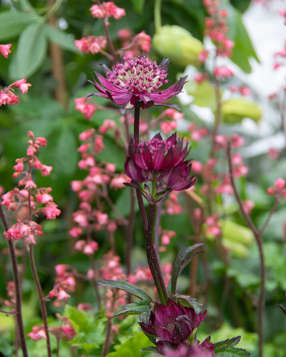 Astrantia 'Sparkling Stars Red' - Image 8