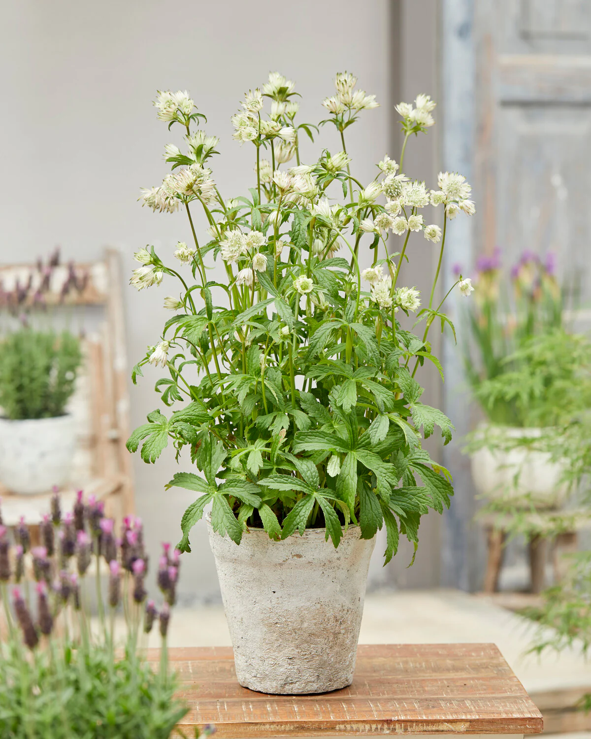 Astrantia 'Sparkling Stars White' - Image 3