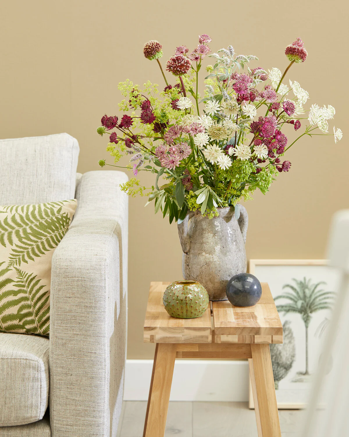 Astrantia 'Sparkling Stars White' - Image 4