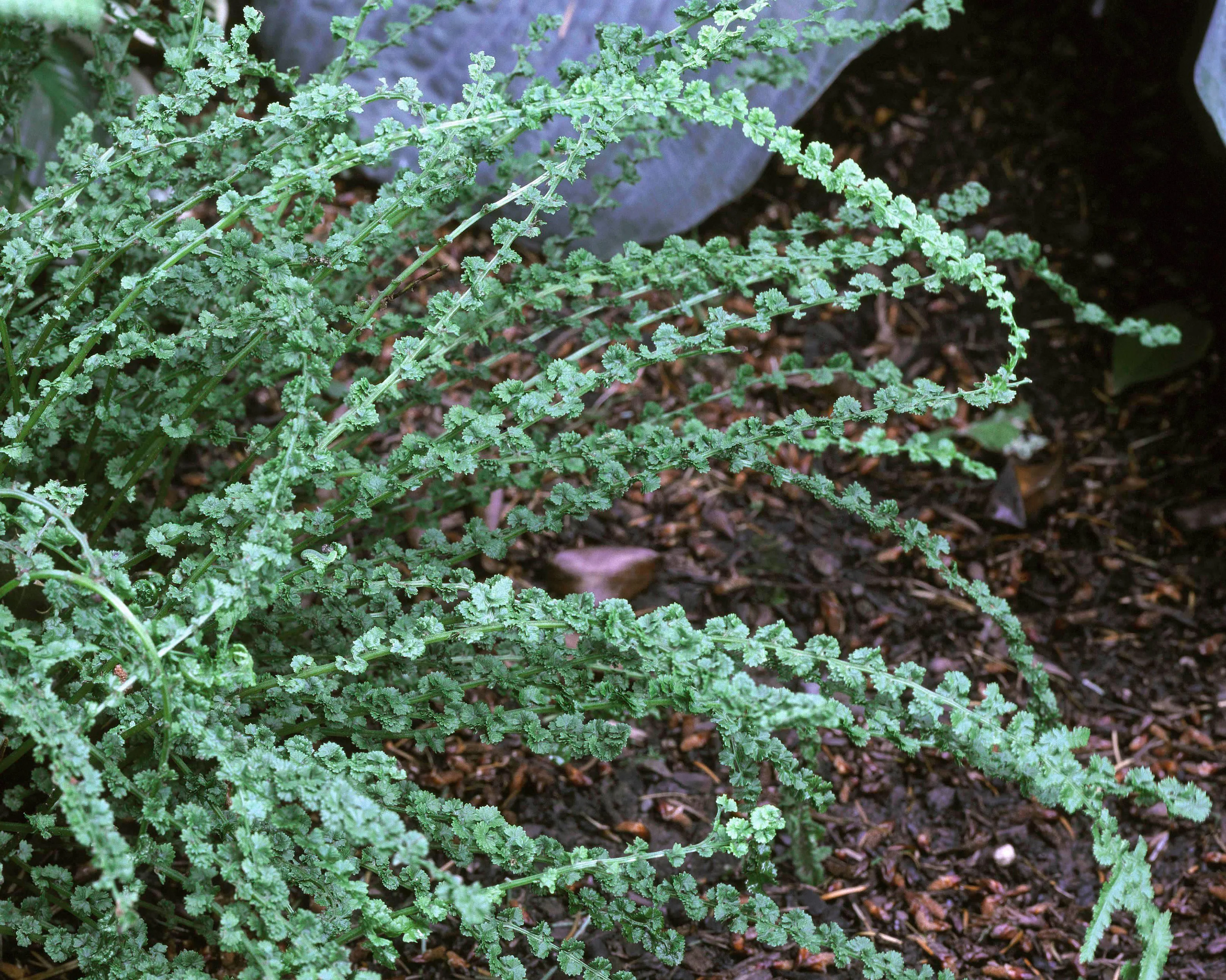 Athyrium 'Frizelliae' - Image 3
