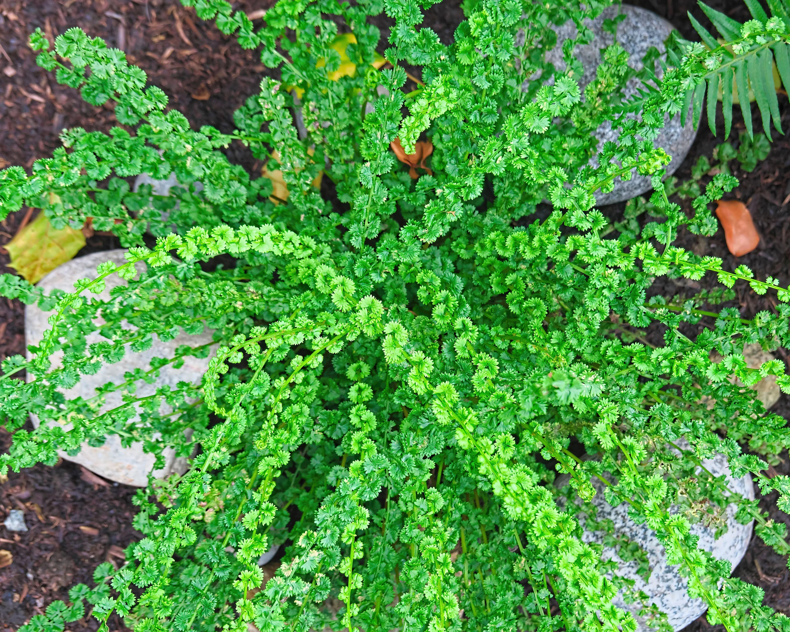 Athyrium 'Frizelliae' - Image 5