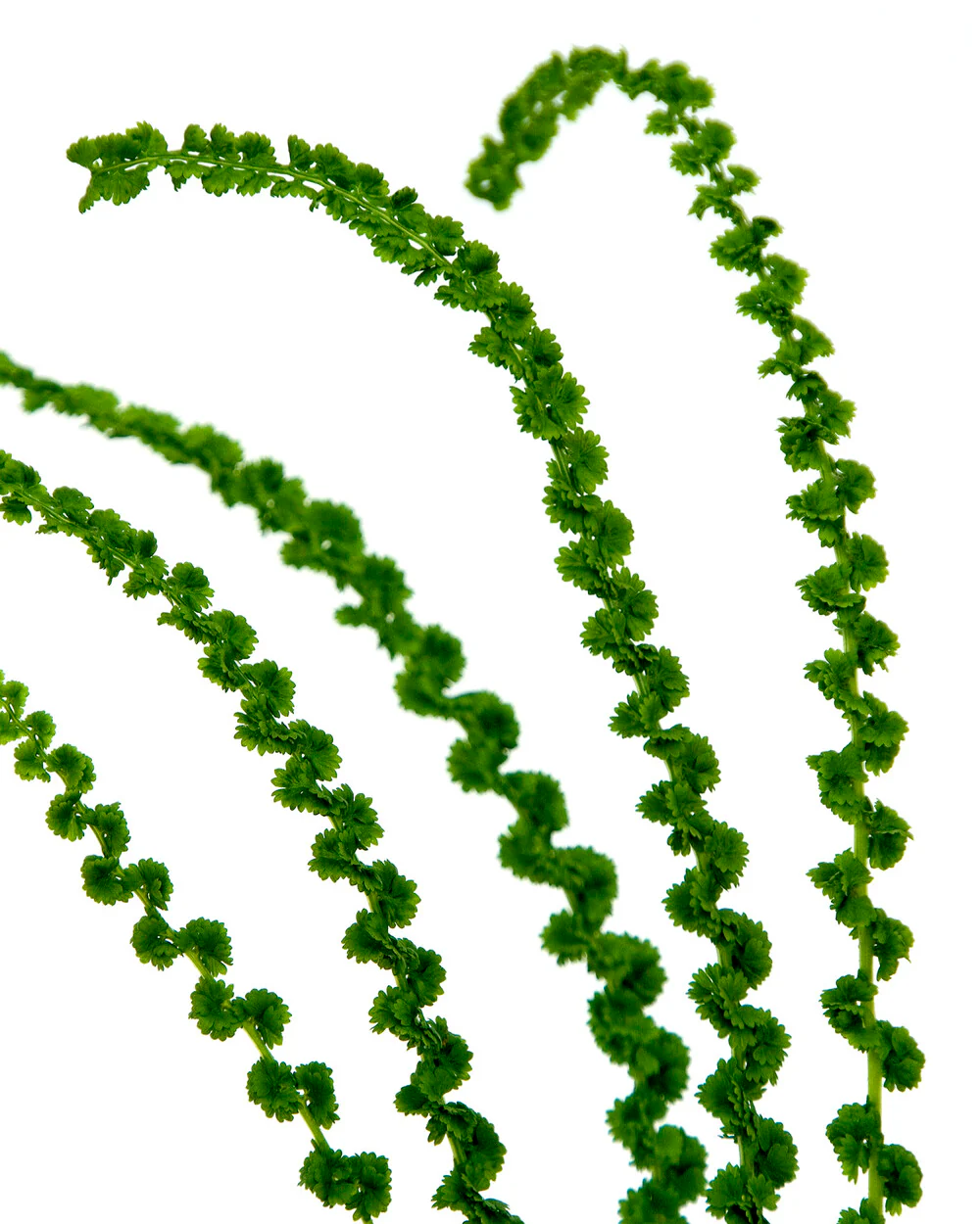 Athyrium 'Frizelliae' - Image 7