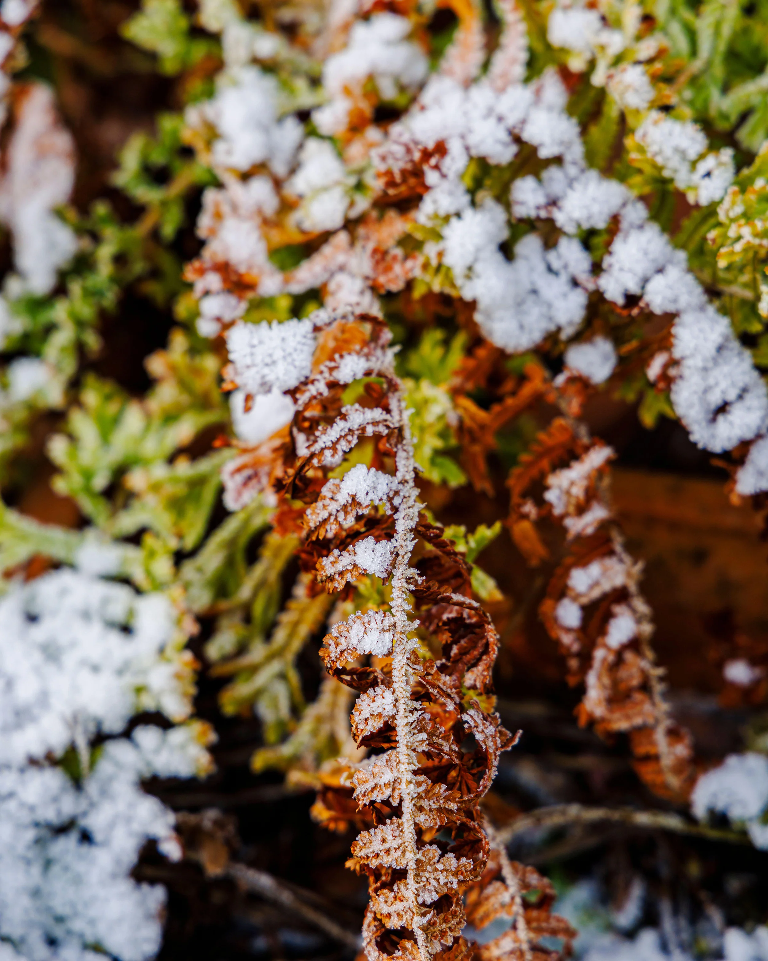 Athyrium 'Frizelliae' - Image 8