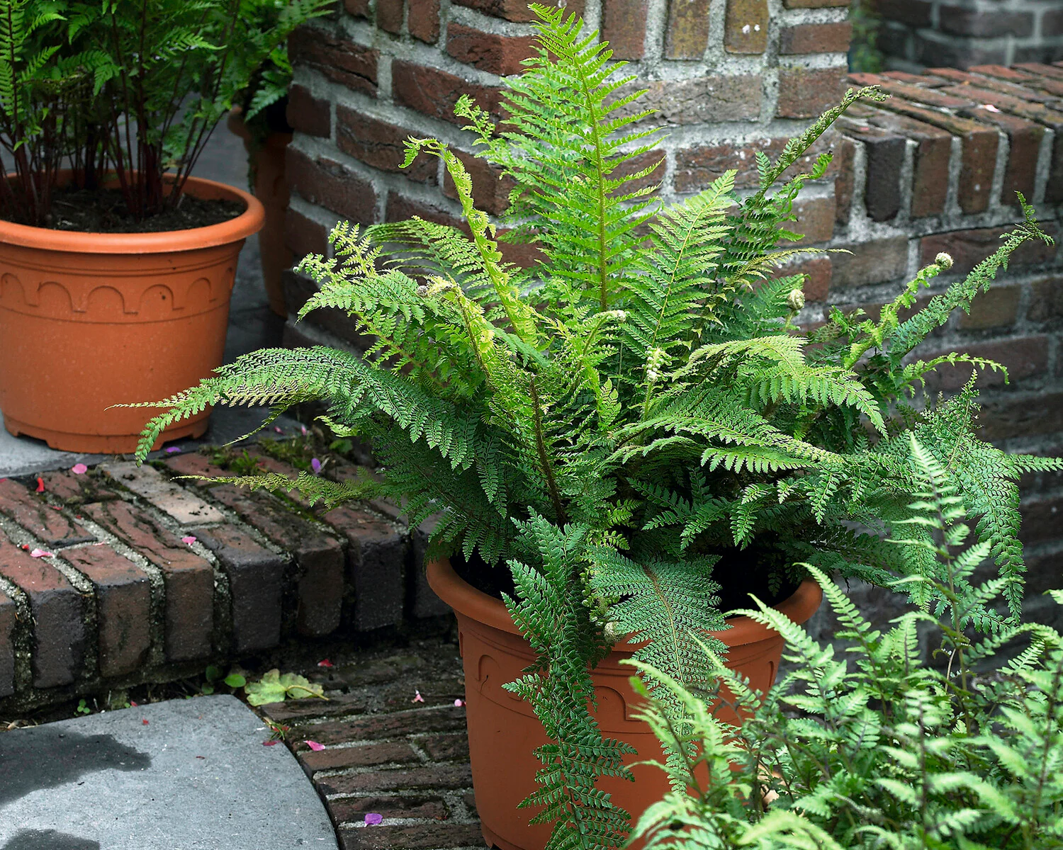 Athyrium 'Lady in Red' - Image 3