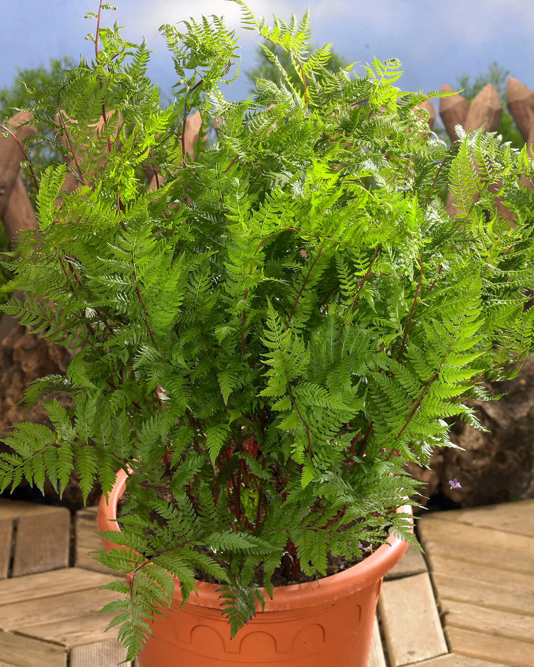 Athyrium 'Lady in Red' - Image 5