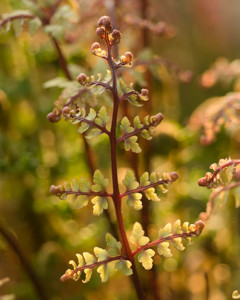 Athyrium 'Lady in Red' - Image 6