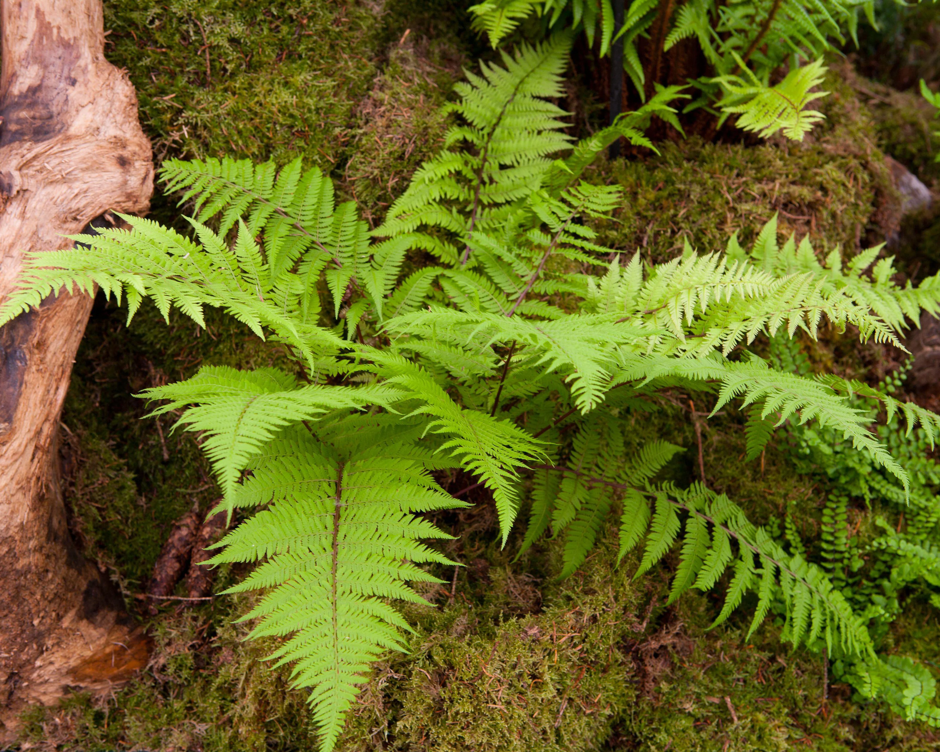 Athyrium 'Lady in Red' - Image 7