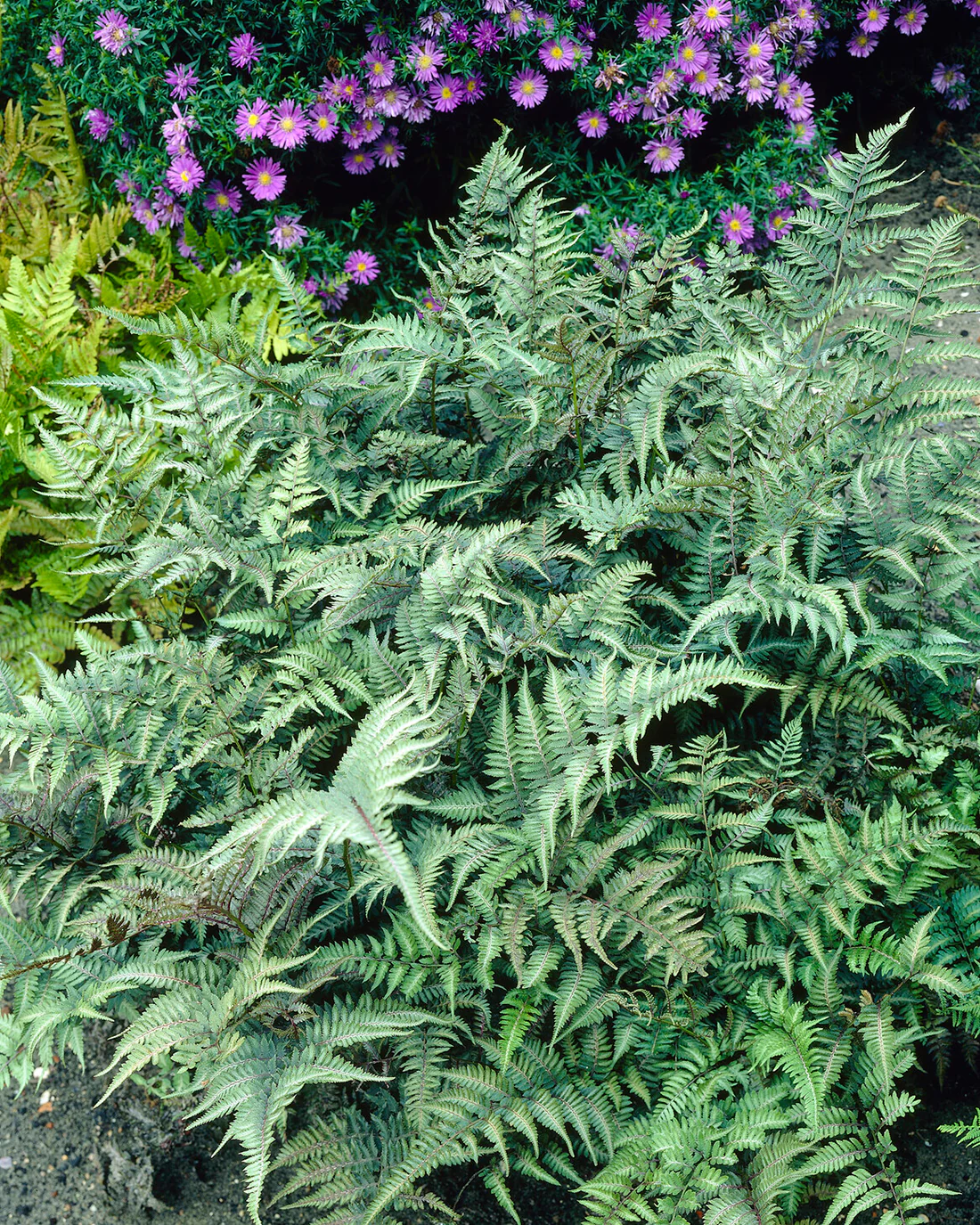 Athyrium 'Metallicum' - Image 3