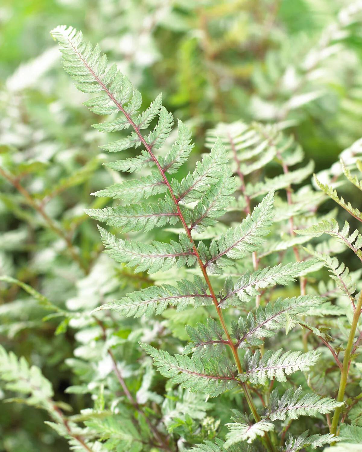 Athyrium 'Metallicum' - Image 4