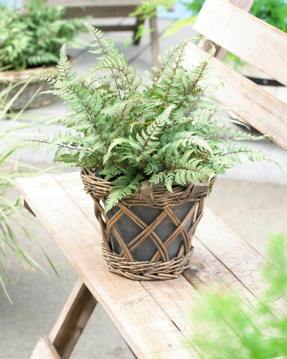 Athyrium 'Metallicum' - Image 5
