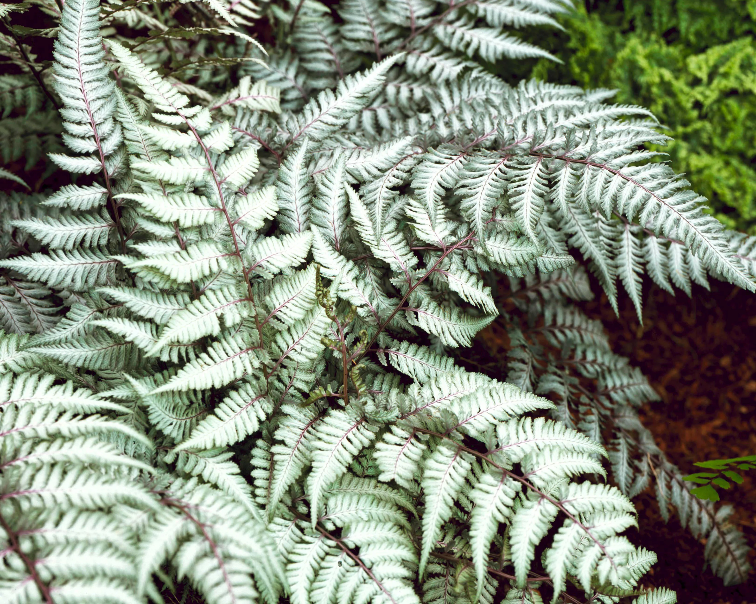 Athyrium 'Silver Falls' - Image 3