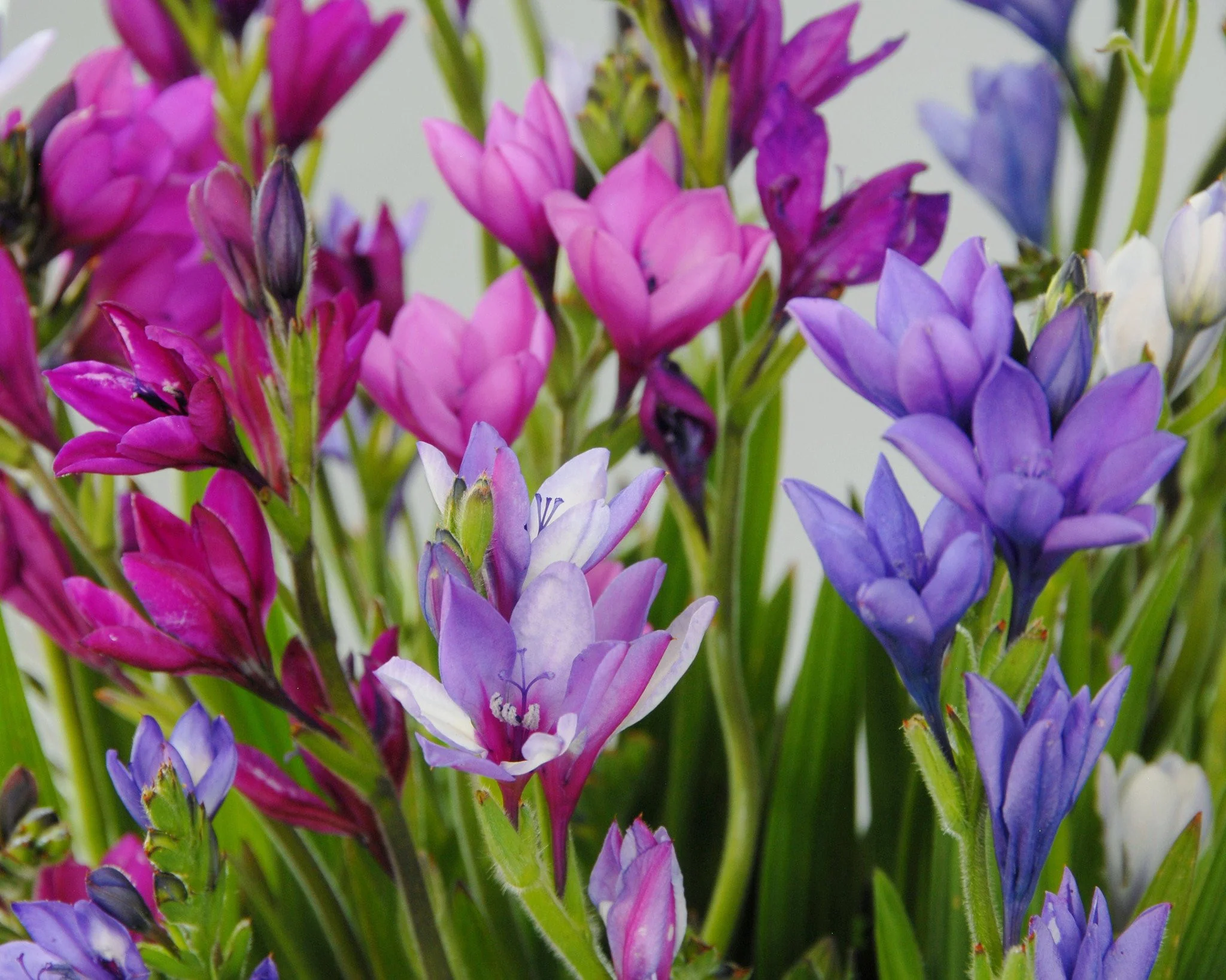 Babiana stricta - Image 3
