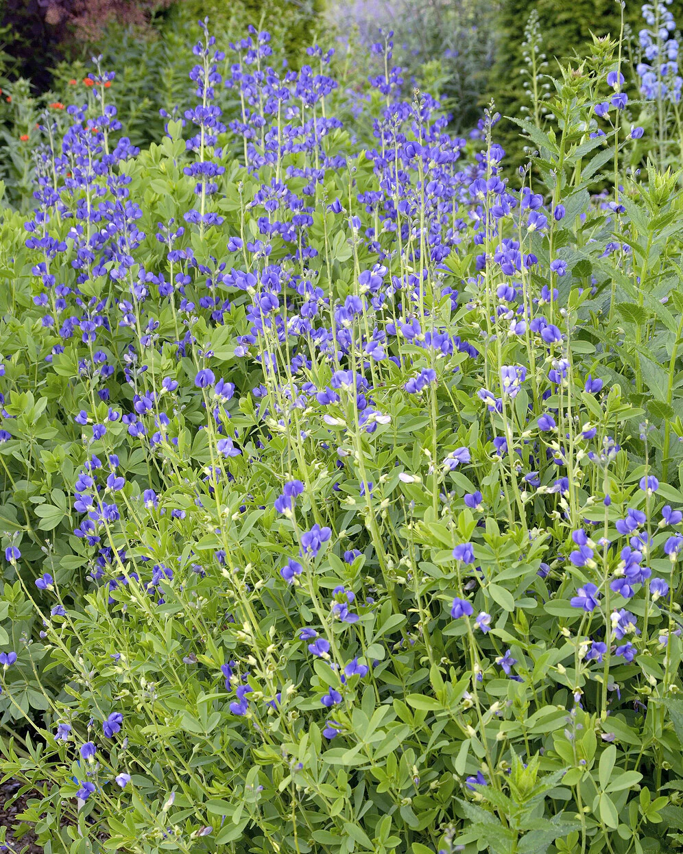Baptisia australis - Image 10