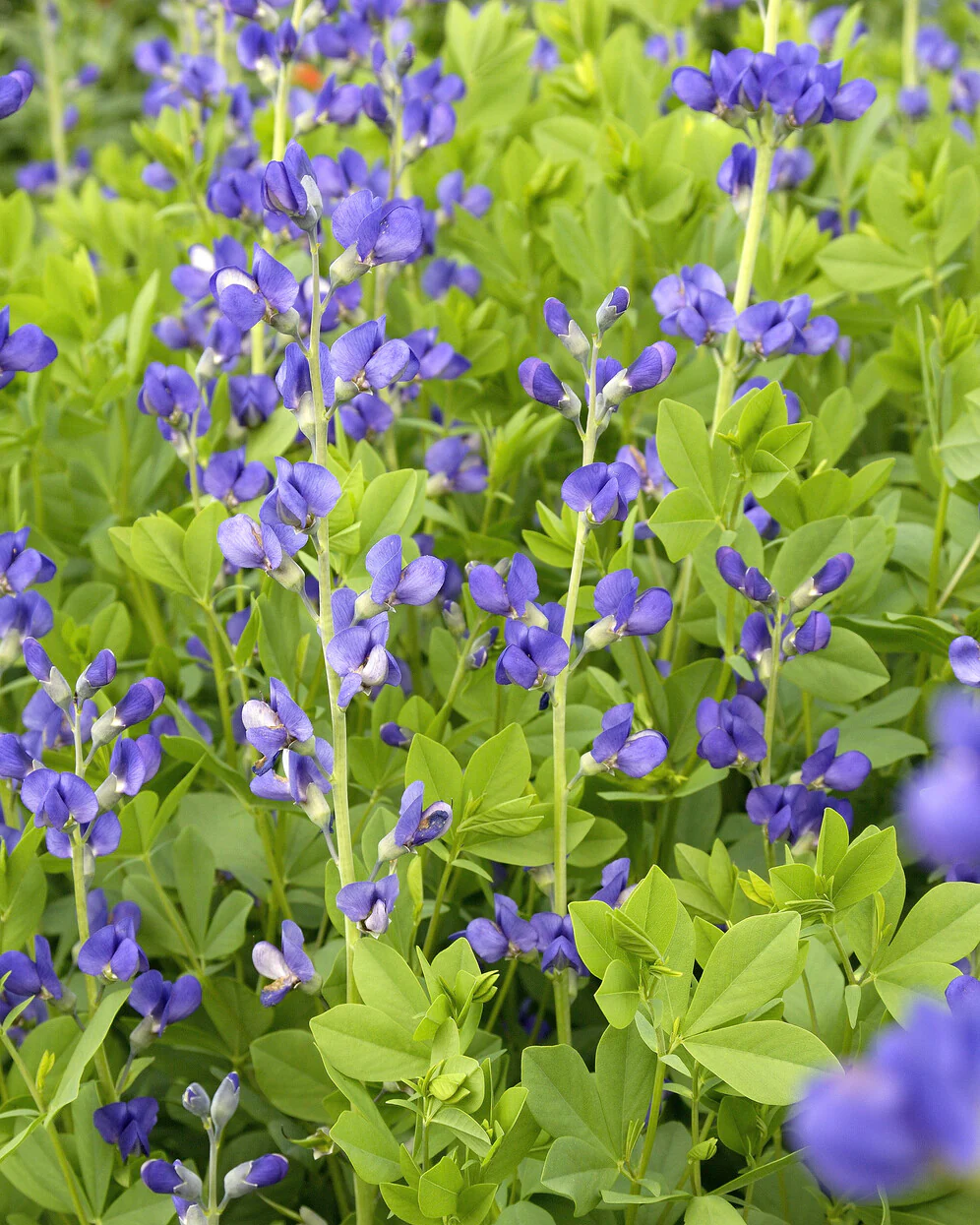 Baptisia australis - Image 11