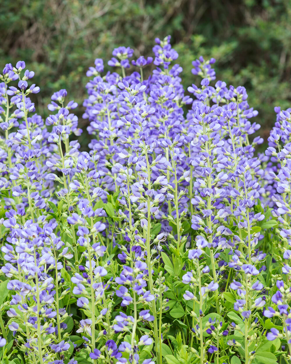 Baptisia australis - Image 12