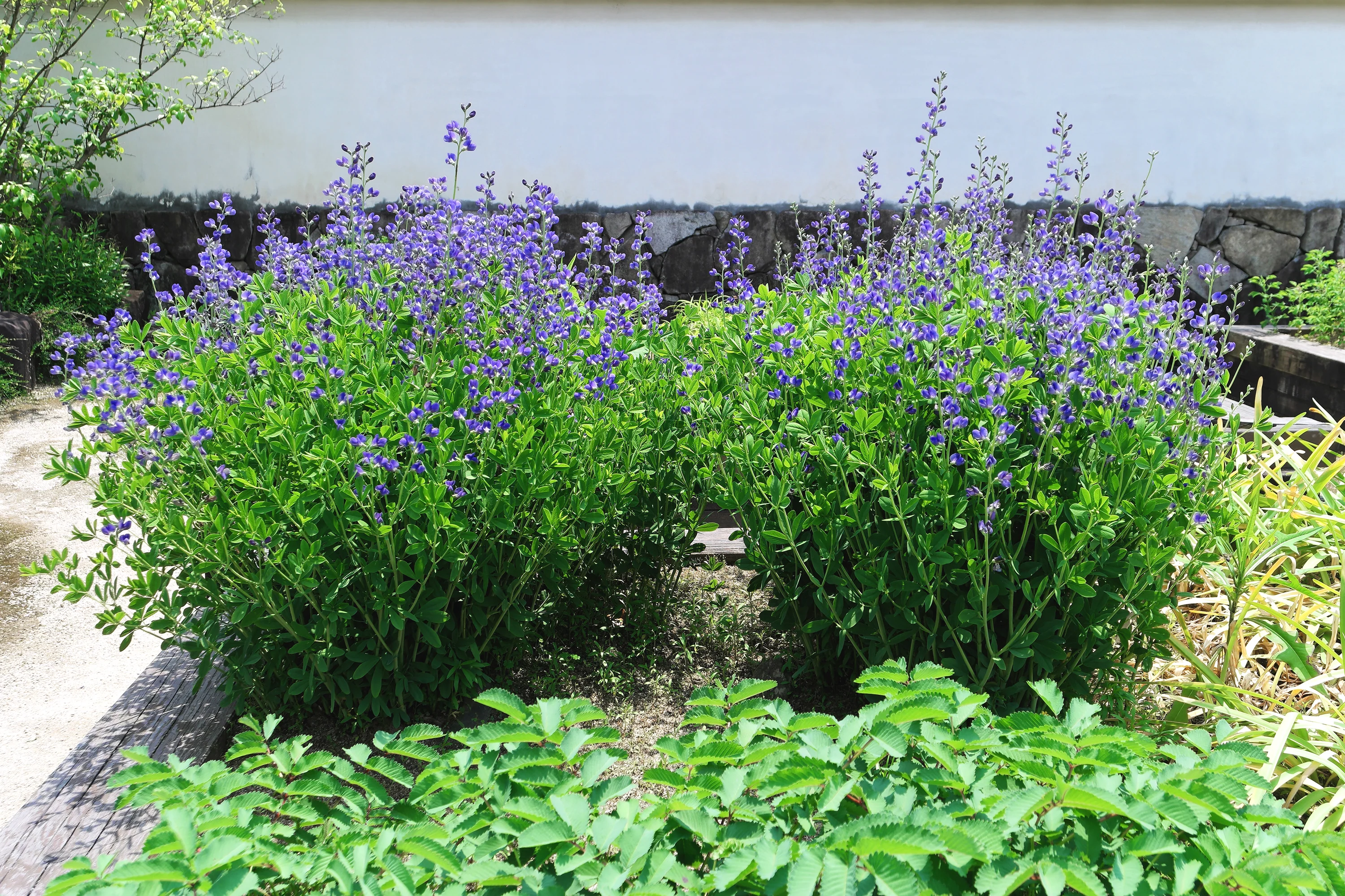 Baptisia australis - Image 14